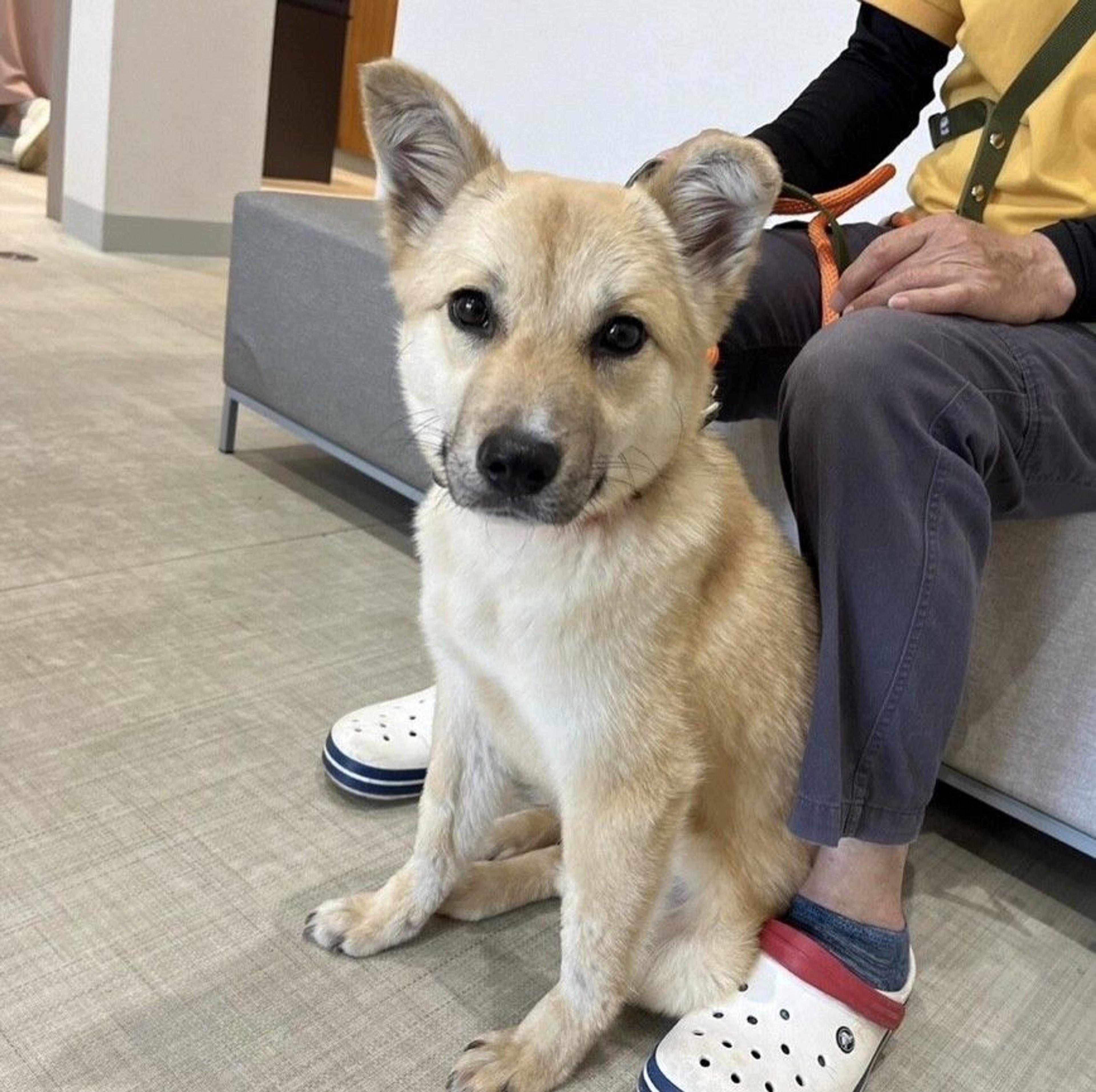 pet-image-7