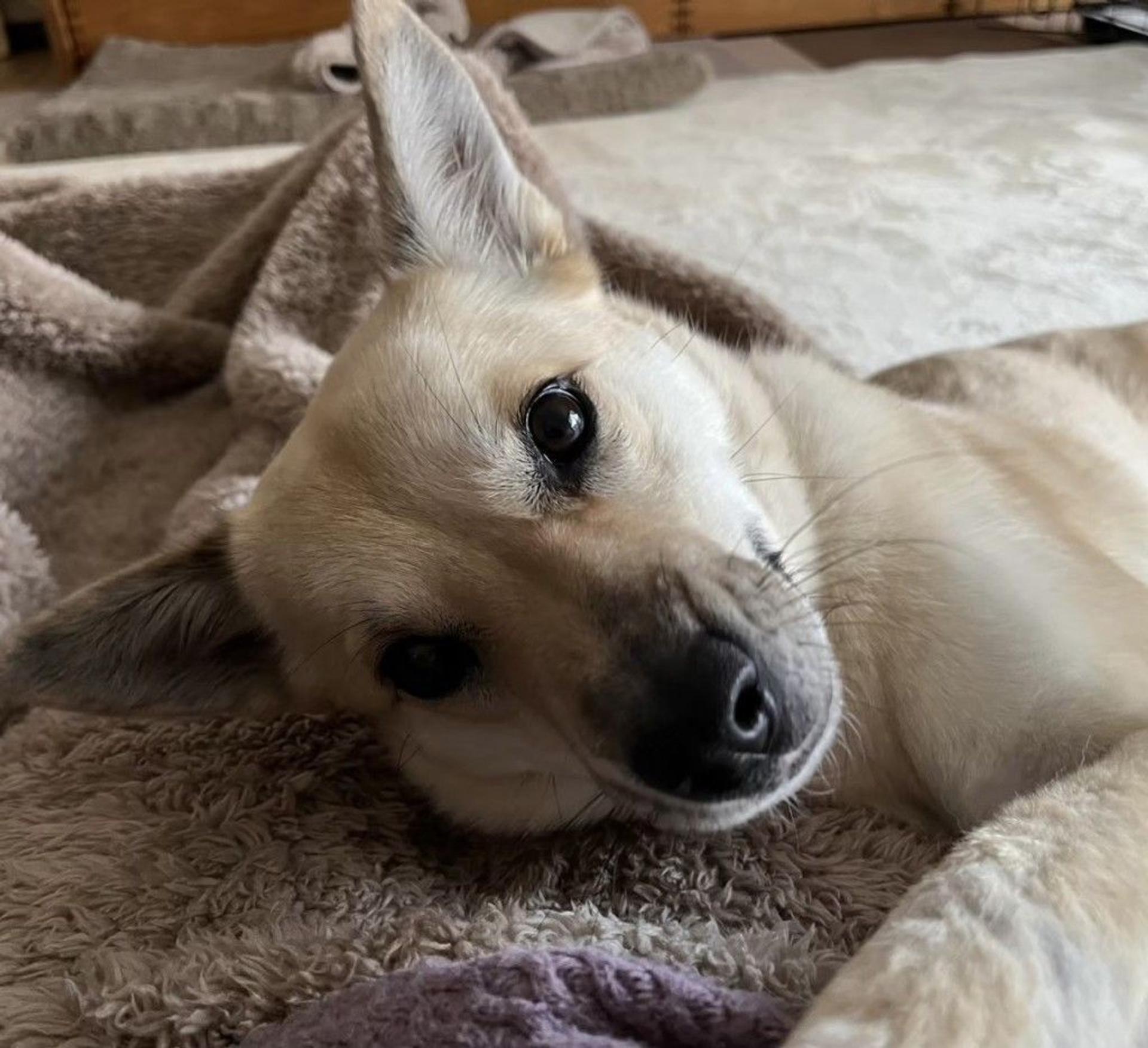 pet-image-9