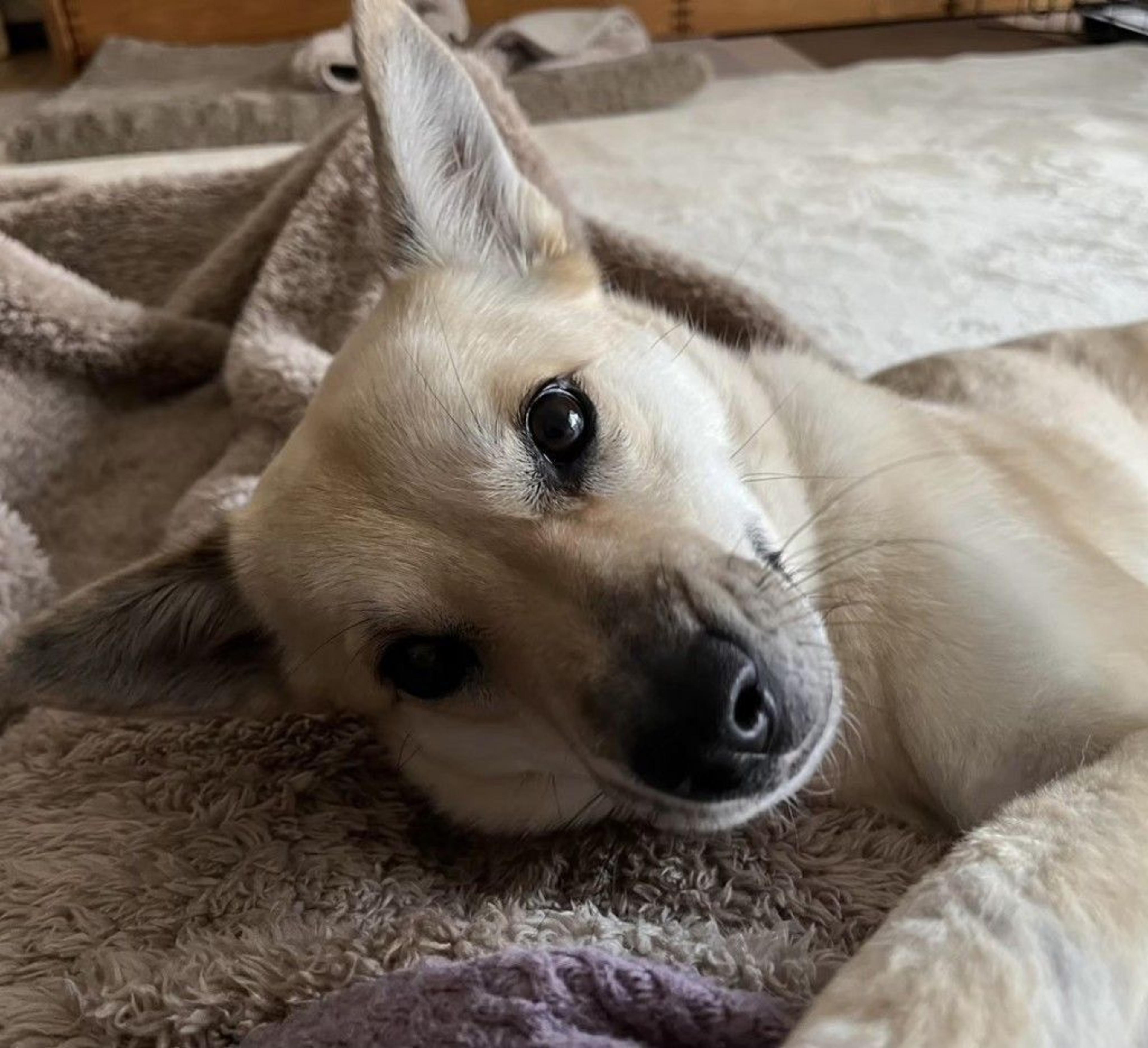 pet-image-9