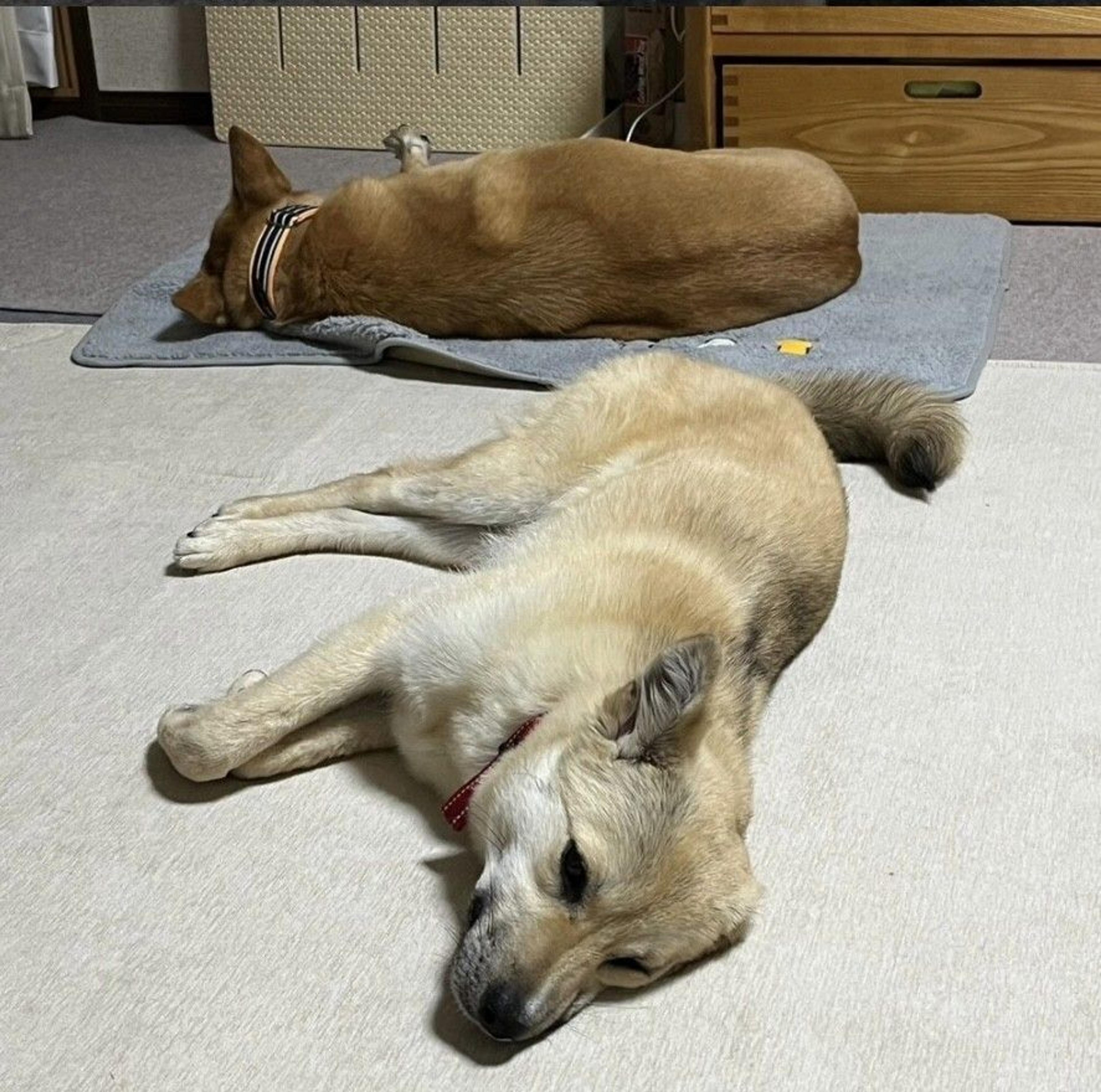 pet-image-10