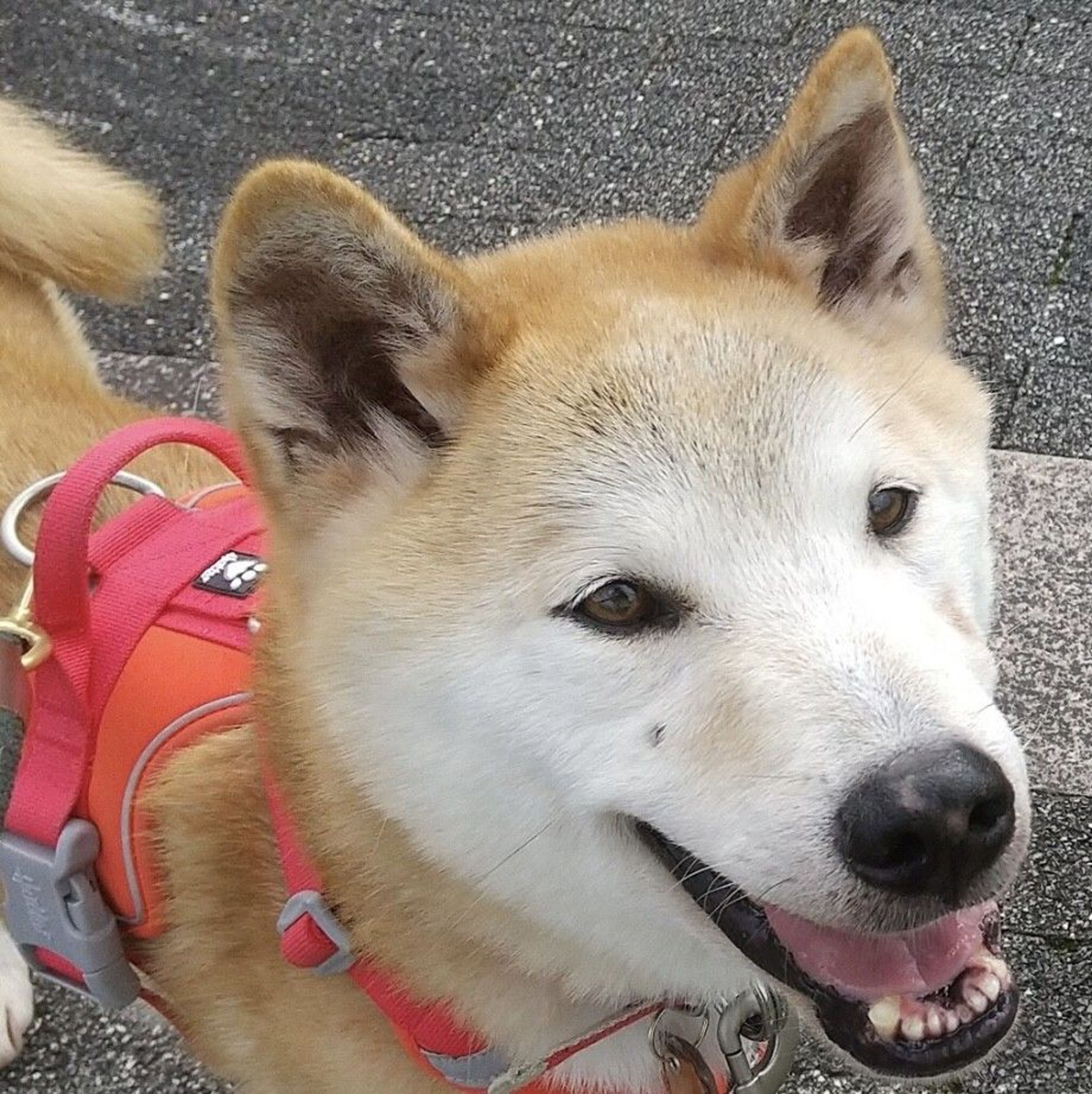 雑種（ミックス犬）・オスの里親募集の写真