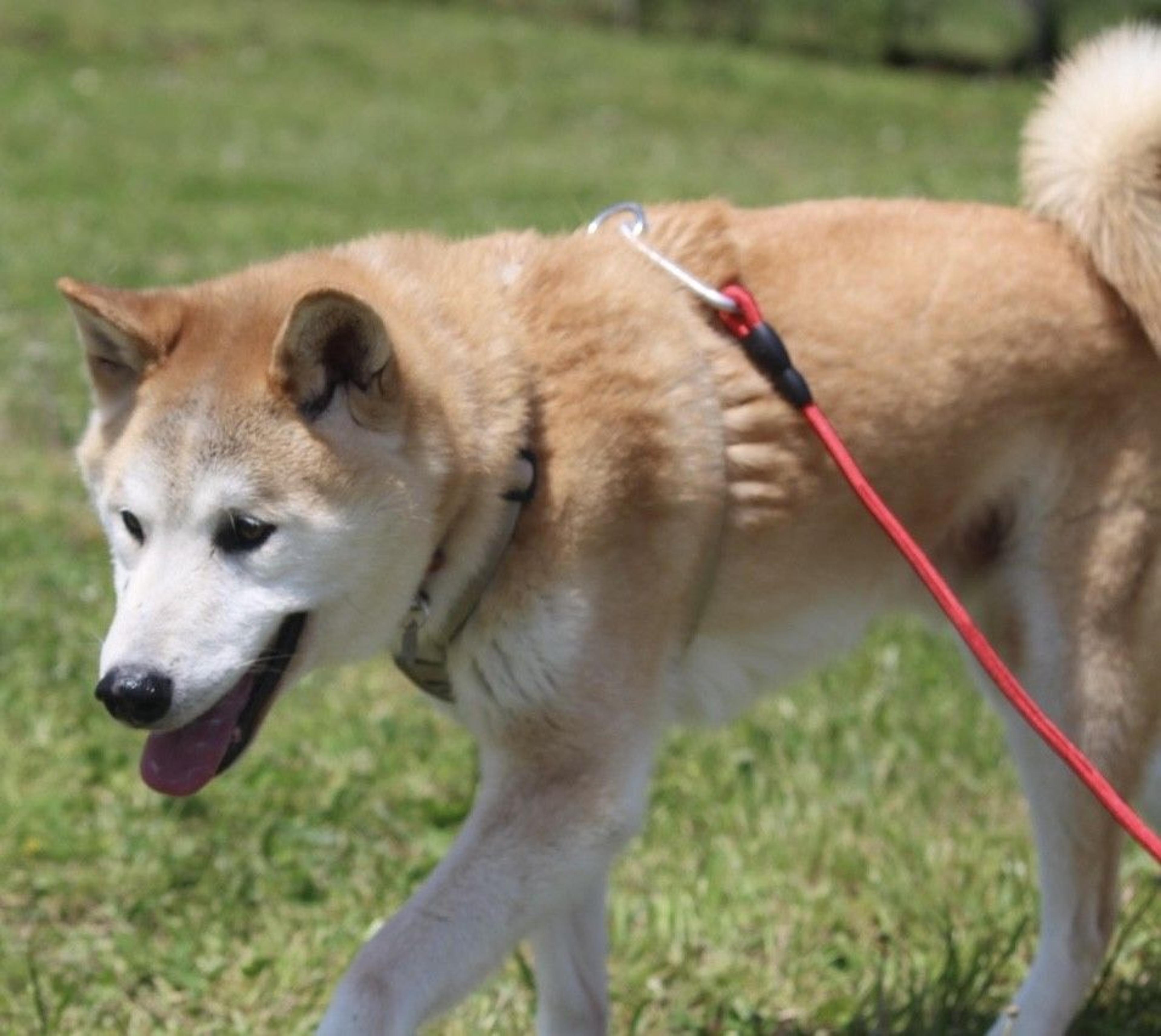 pet-image-4