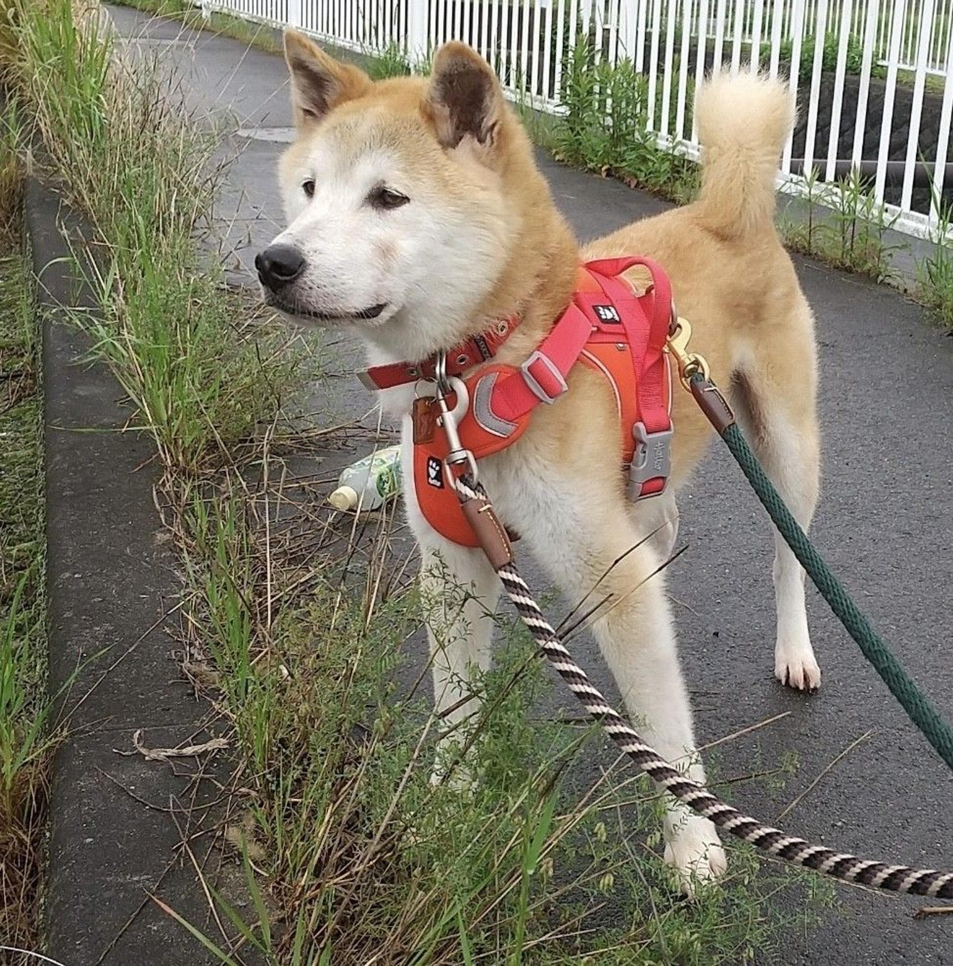 pet-image-5