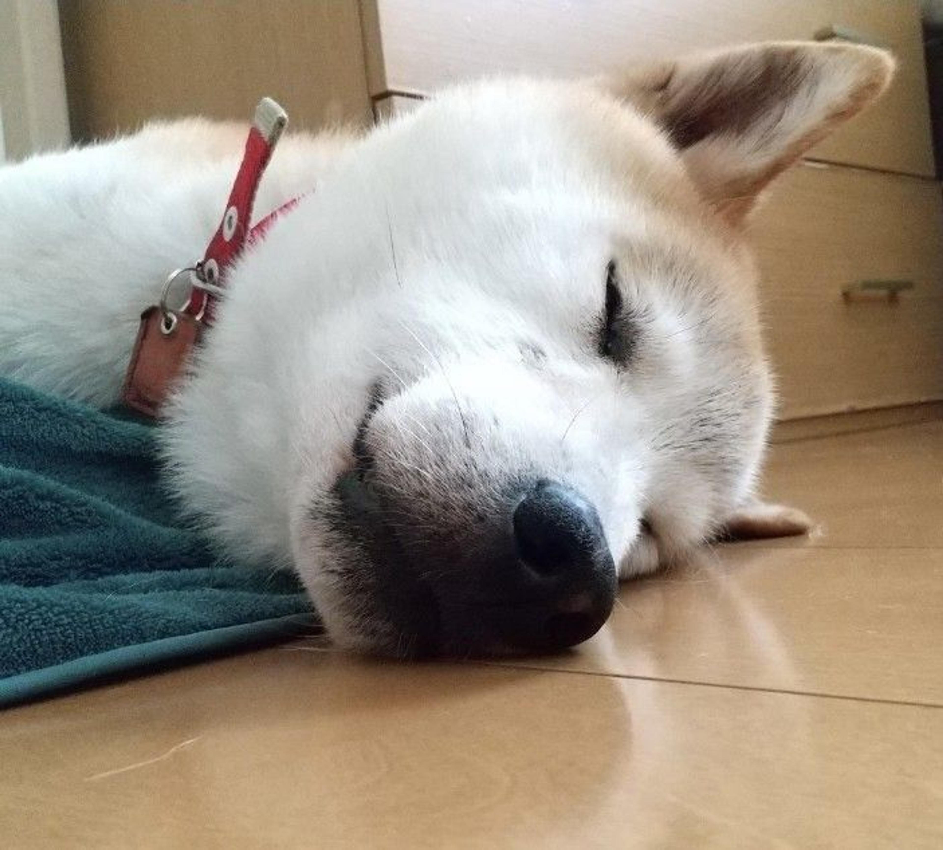 pet-image-6