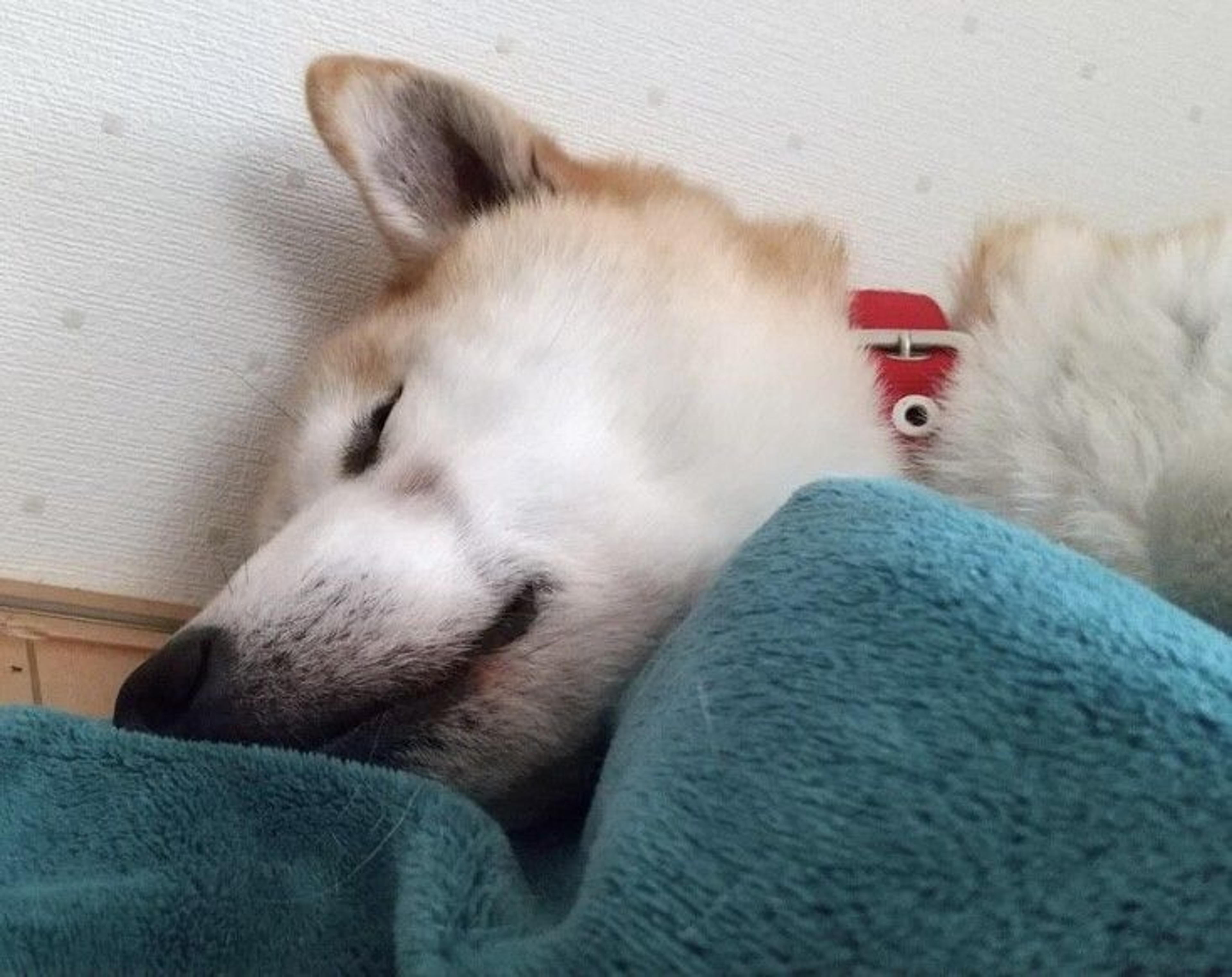 pet-image-7
