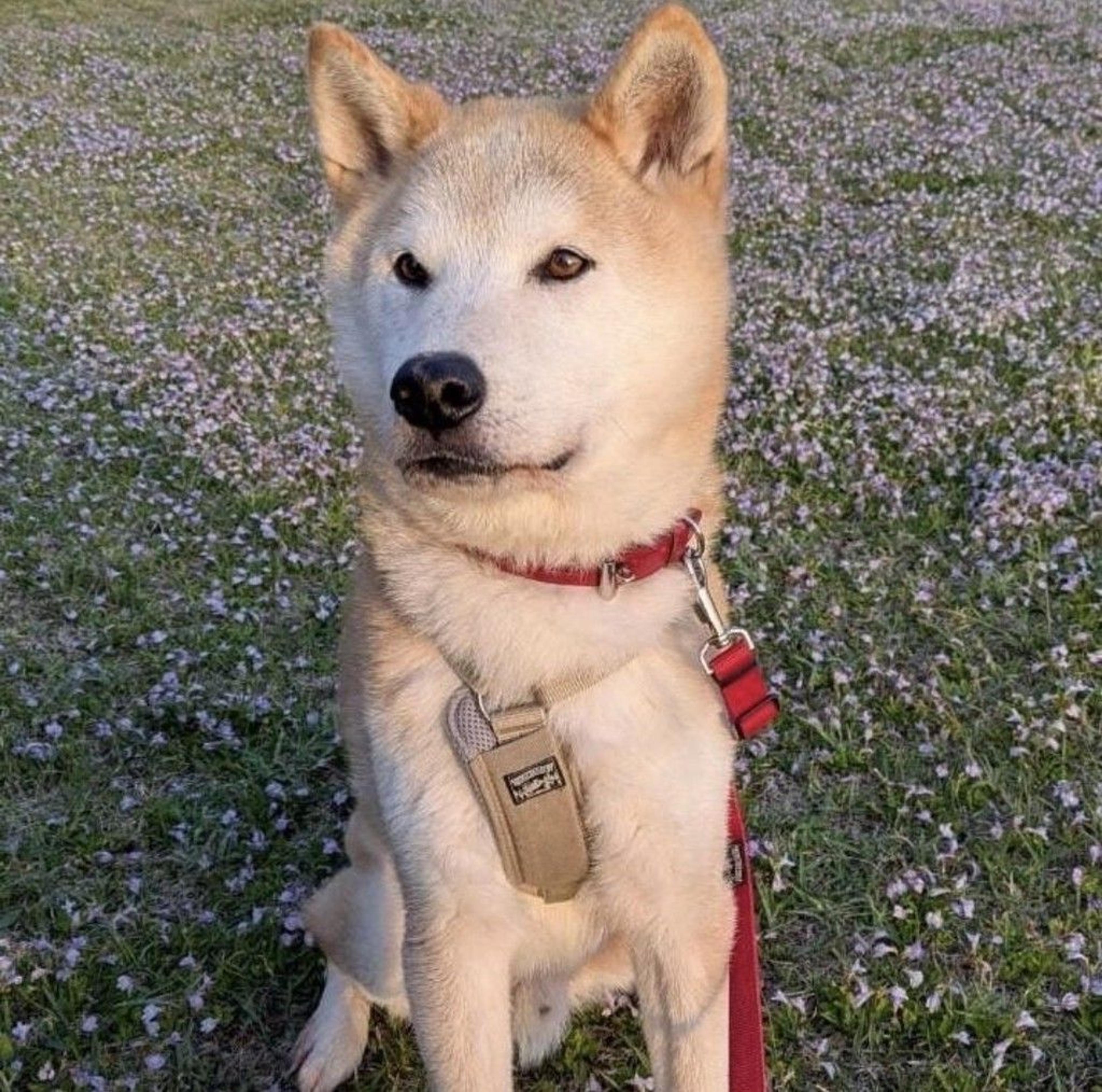 pet-image-10