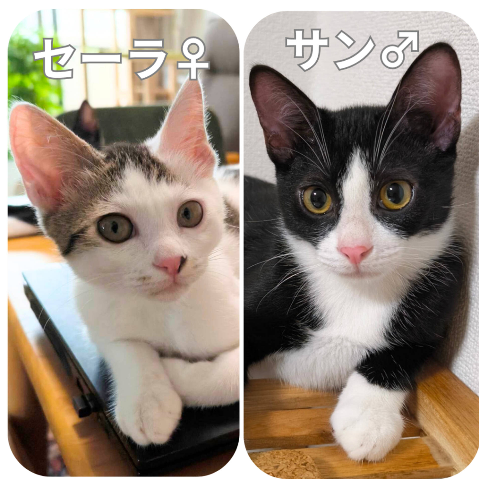 雑種（ミックス猫）・オスの里親募集の写真