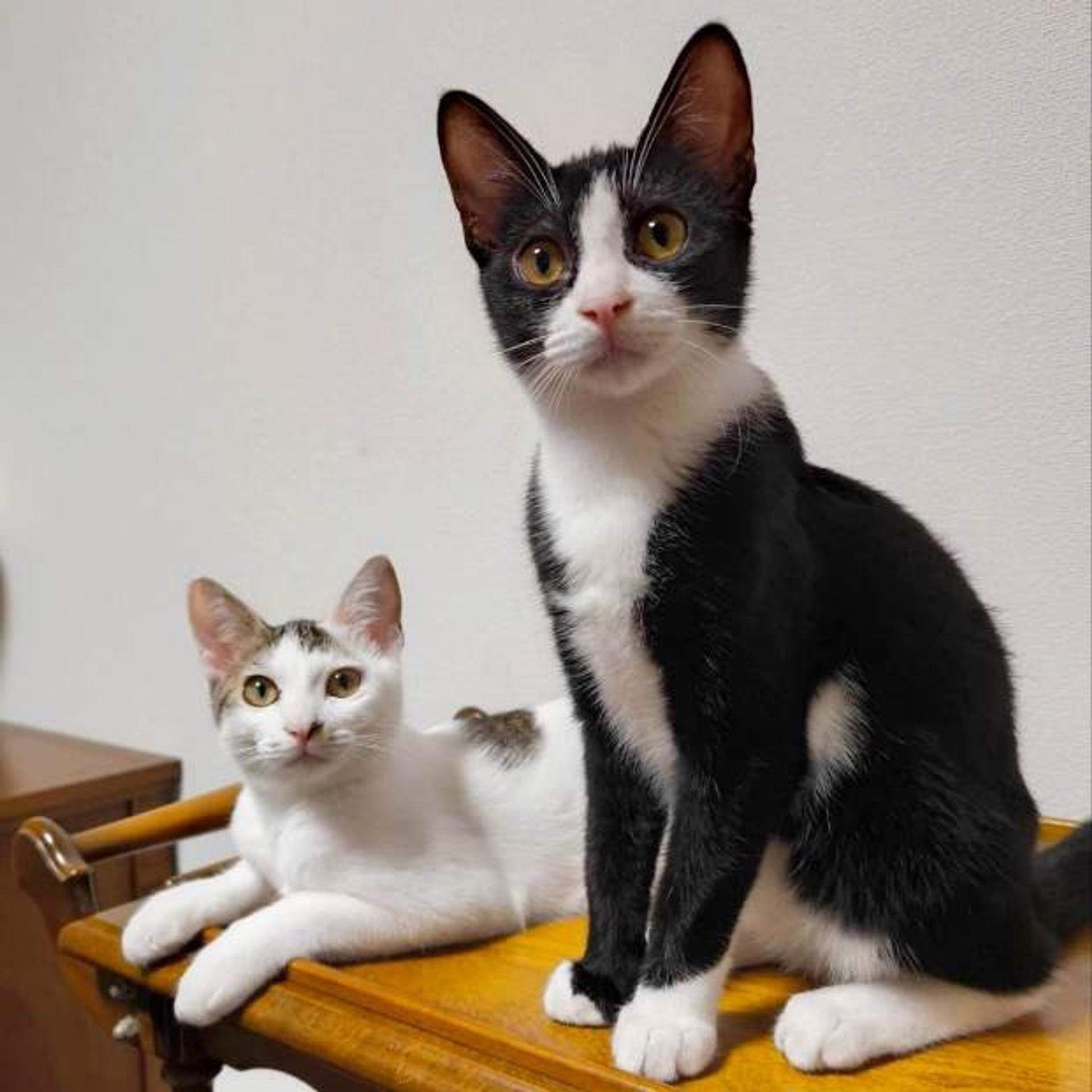 pet-image-7