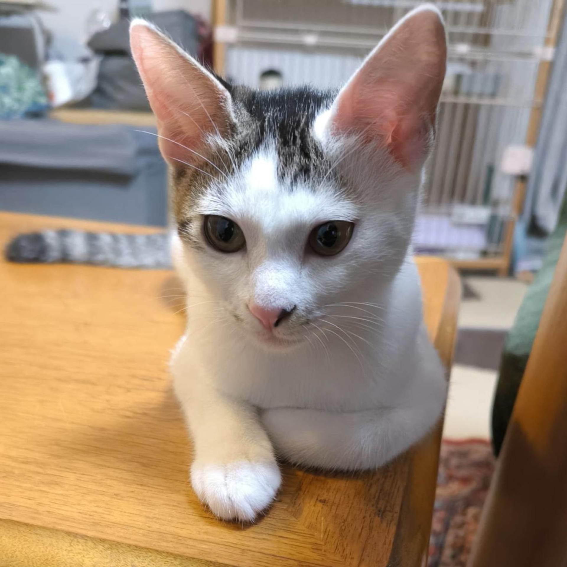 pet-image-8