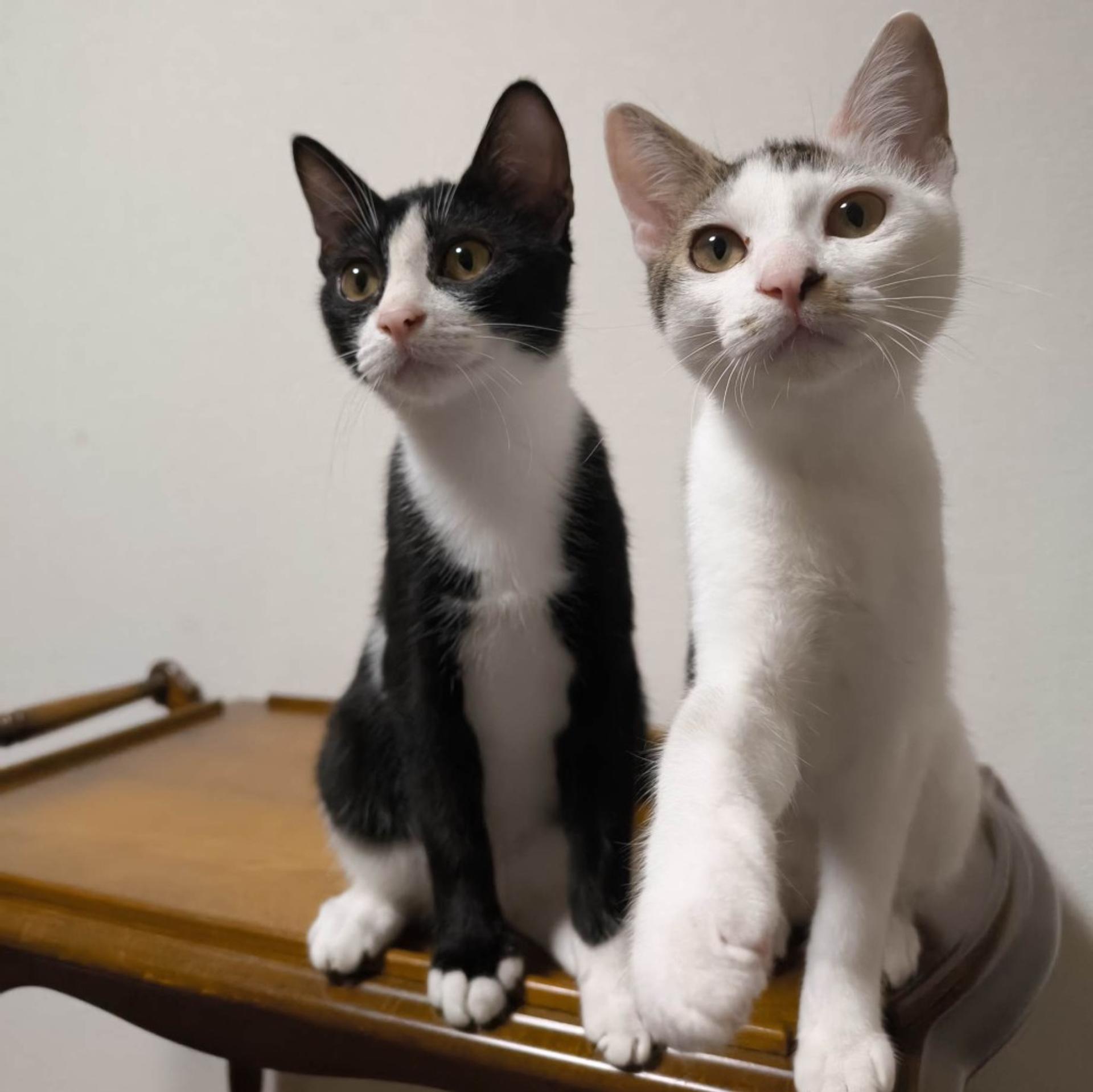 pet-image-5