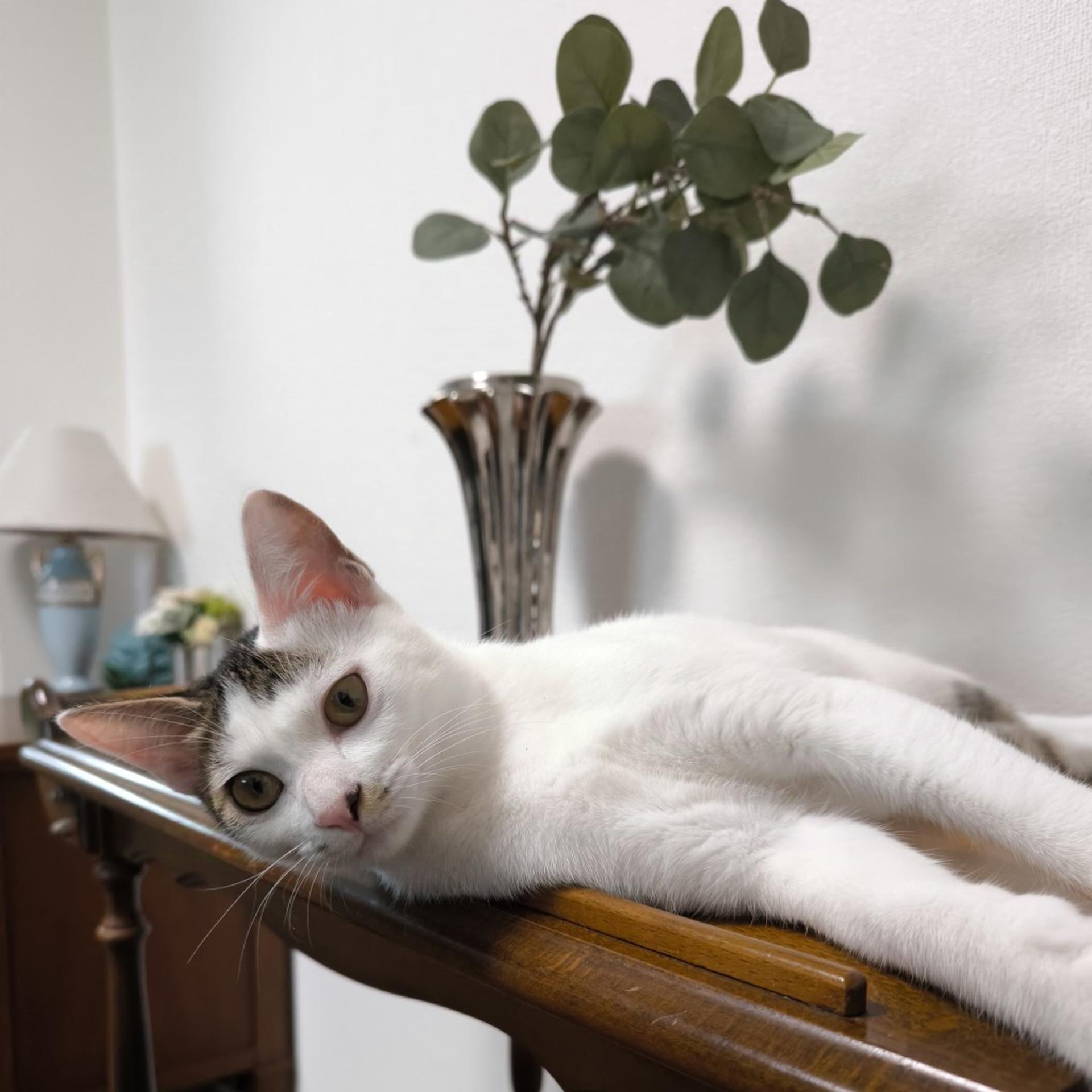 pet-image-3