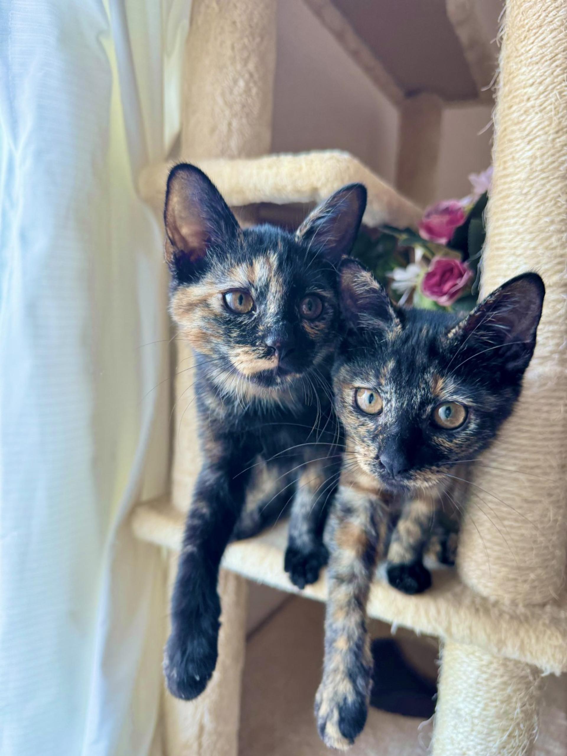 pet-image-4