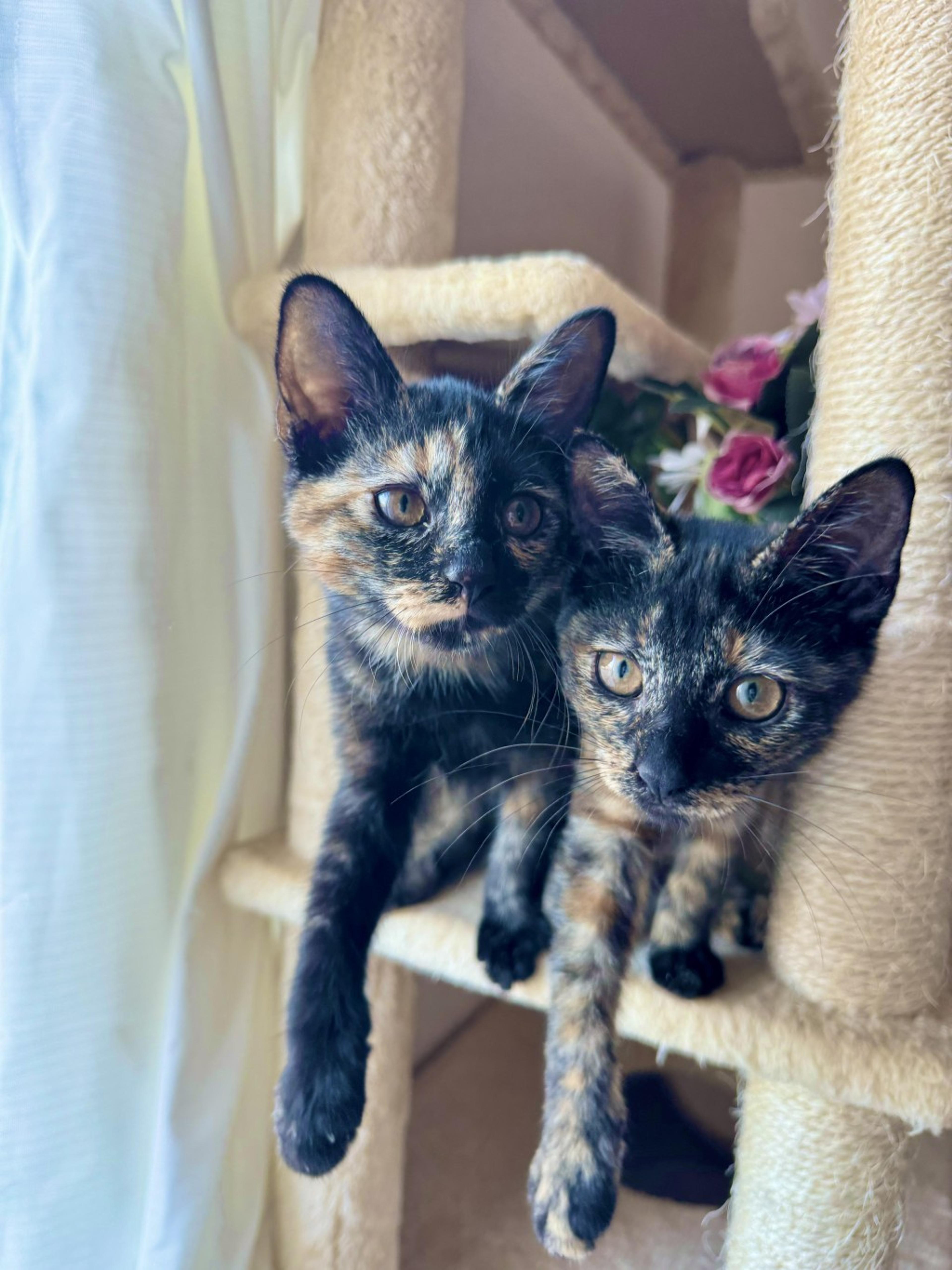 pet-image-4