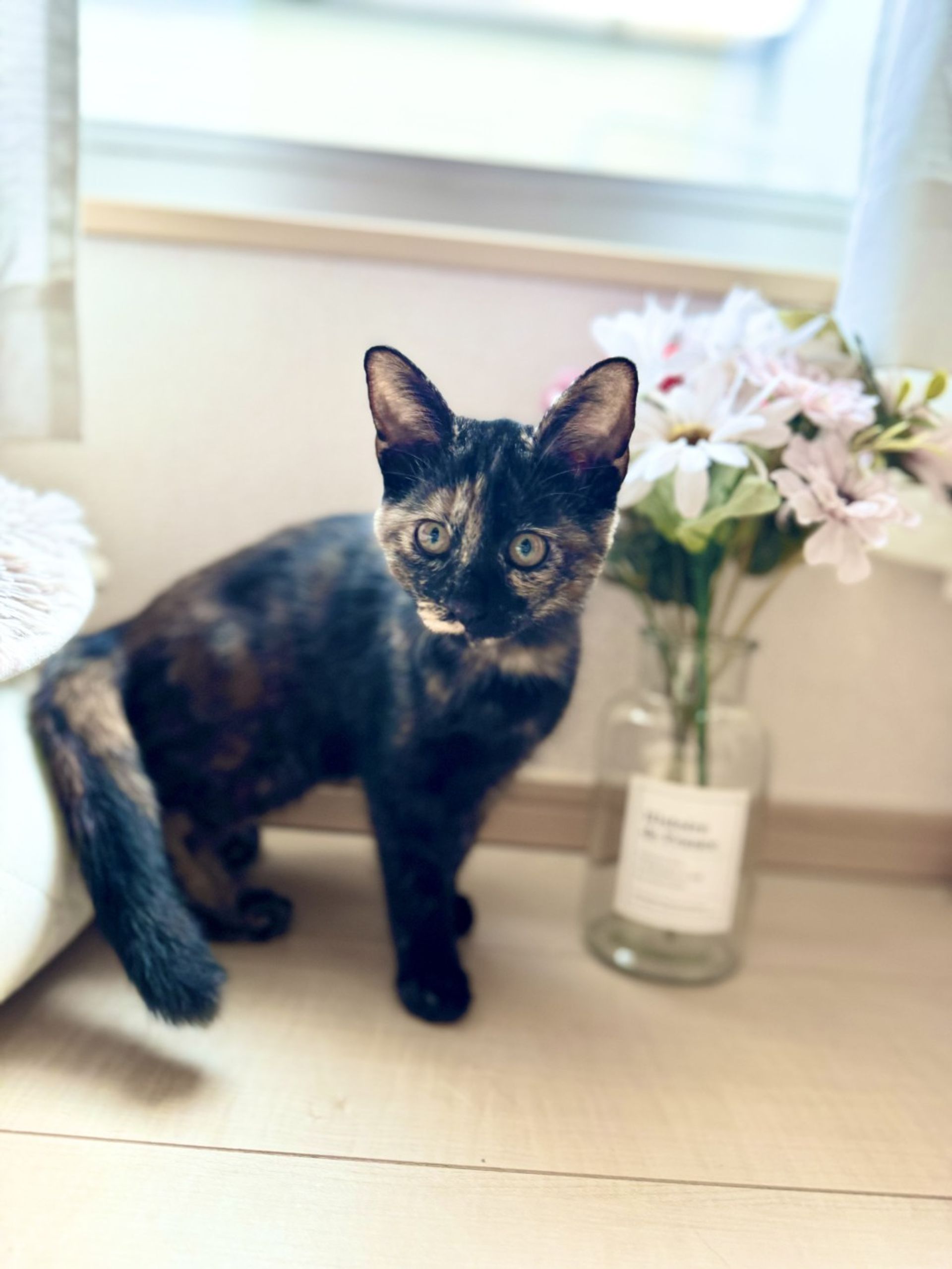 雑種（ミックス猫）・メスの里親募集の写真