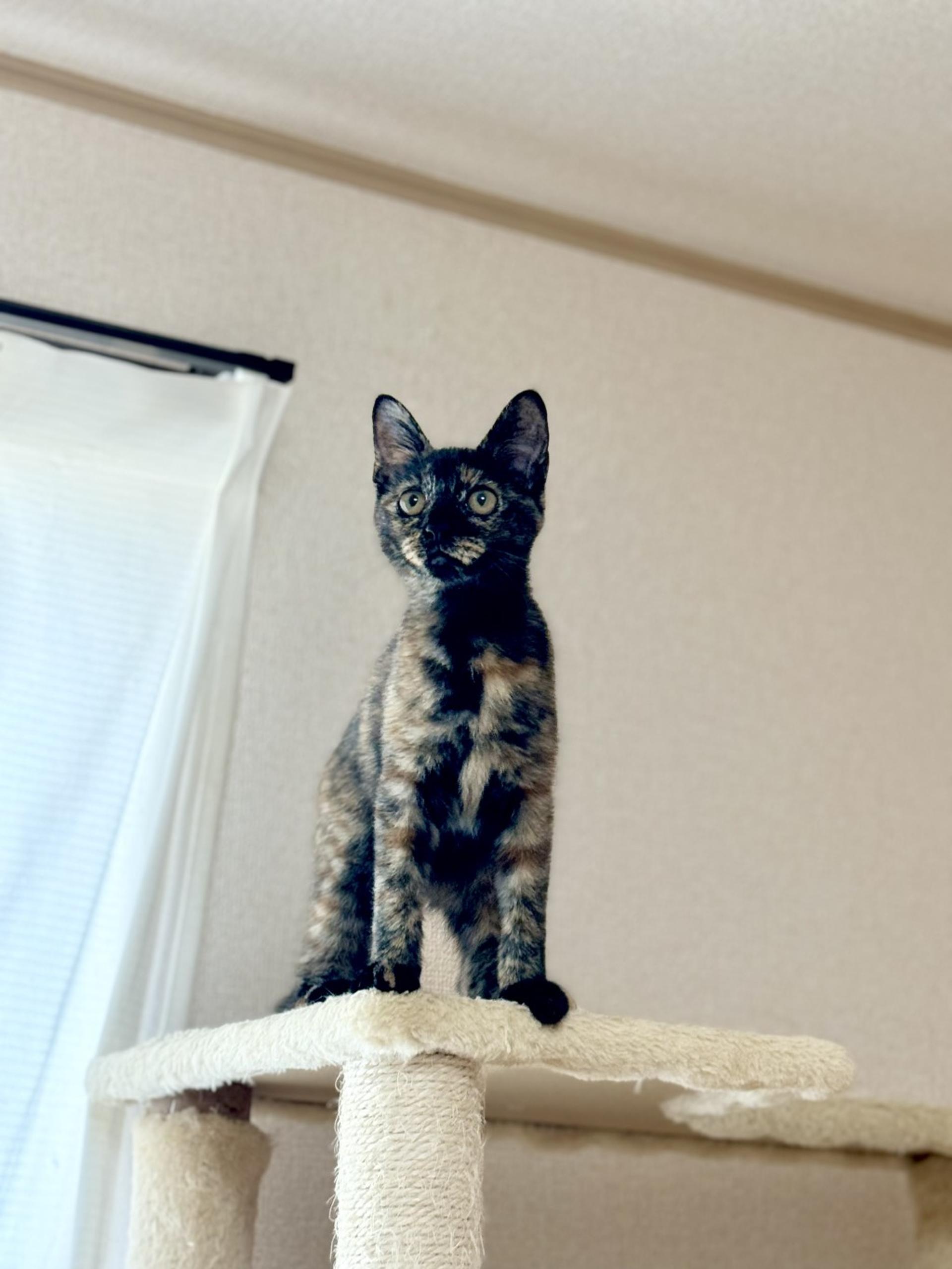 pet-image-4