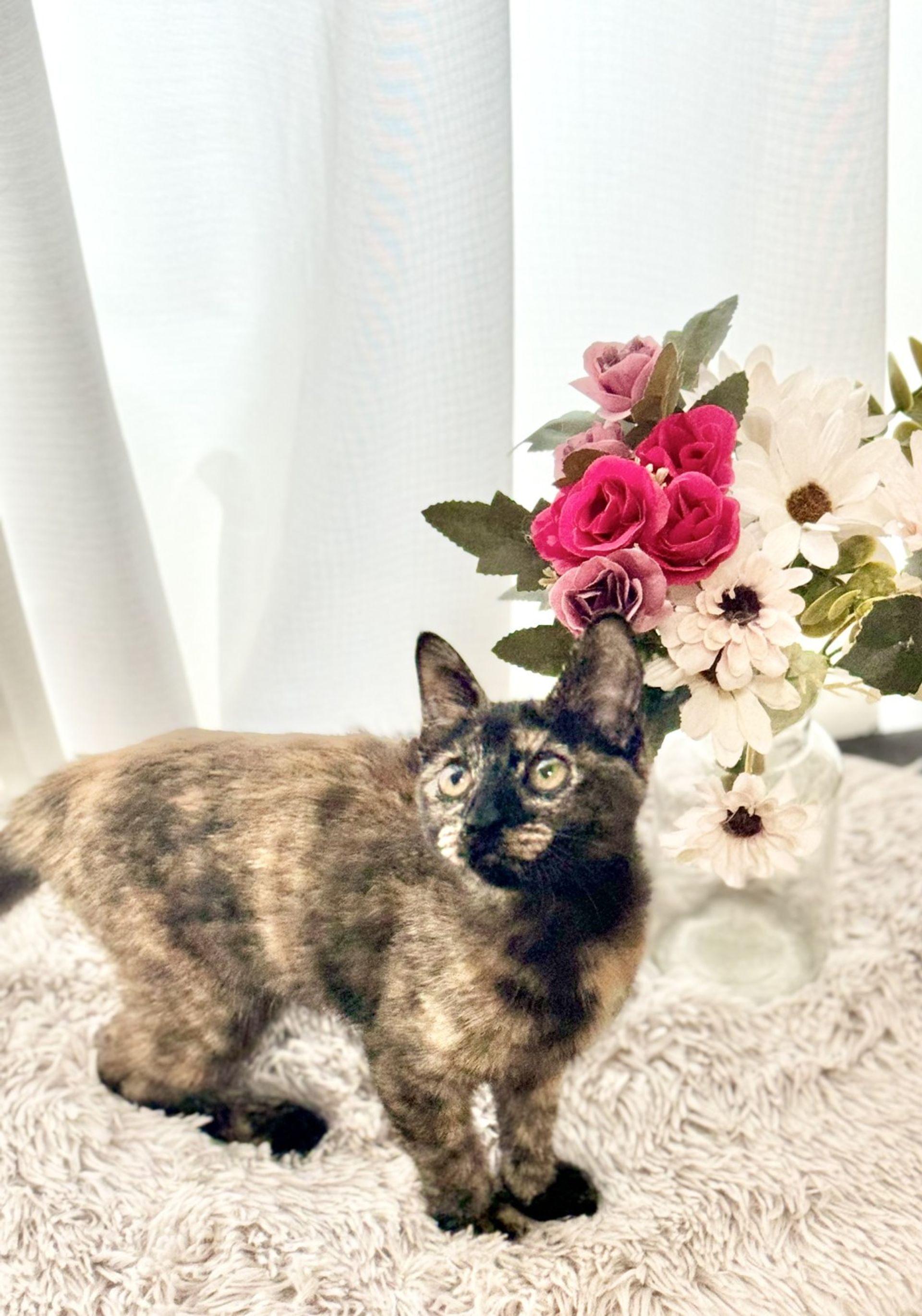 雑種（ミックス猫）・メスの里親募集の写真