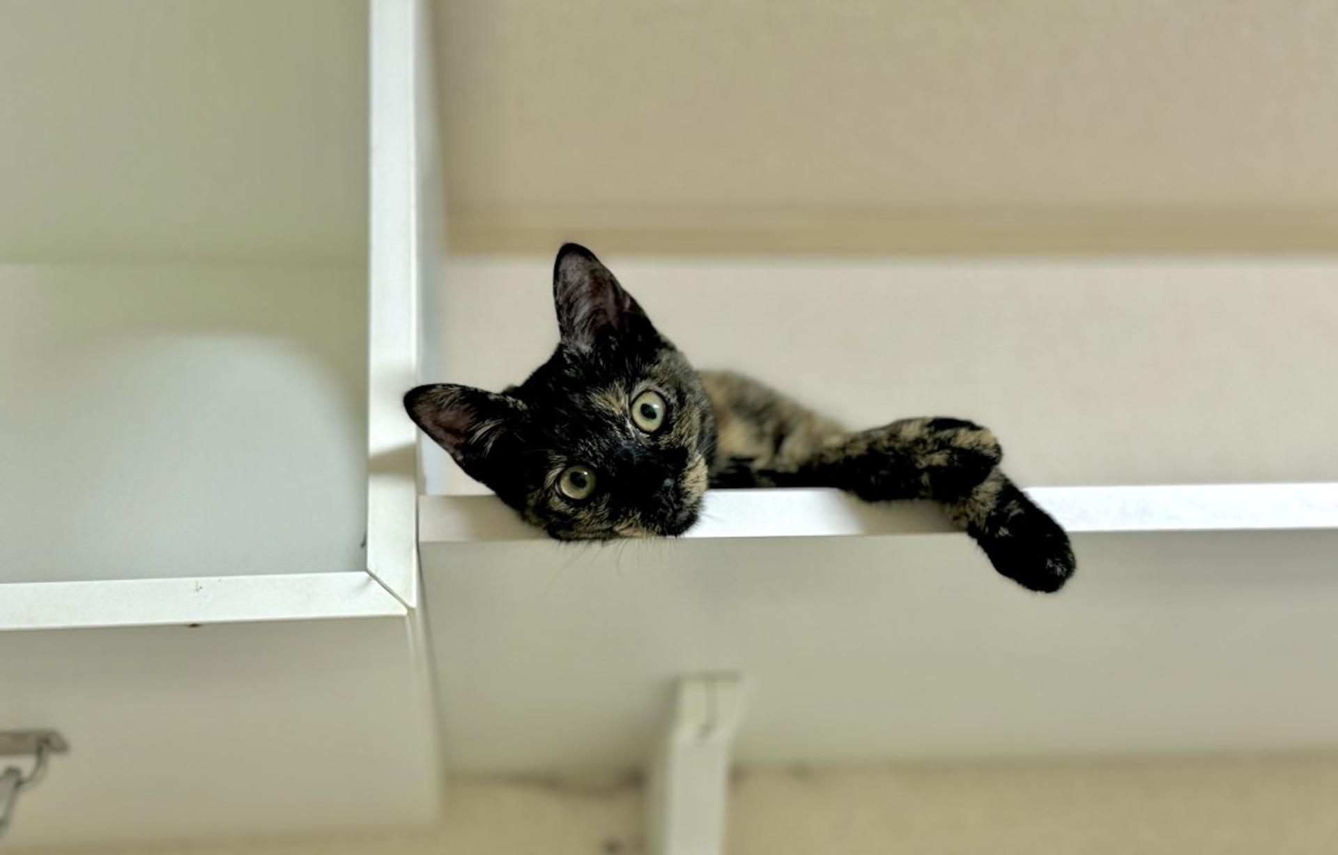pet-image-5