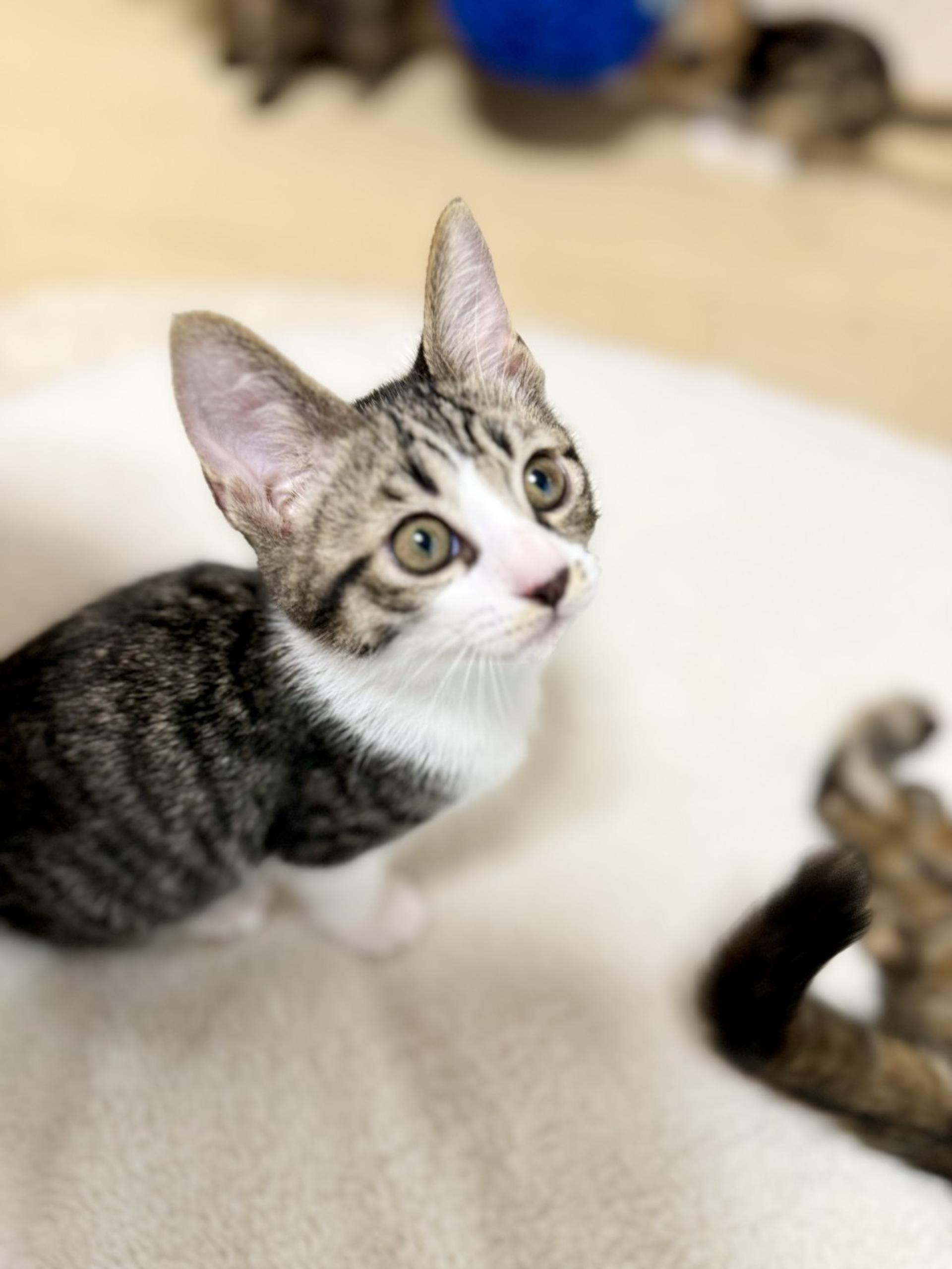 pet-image-5
