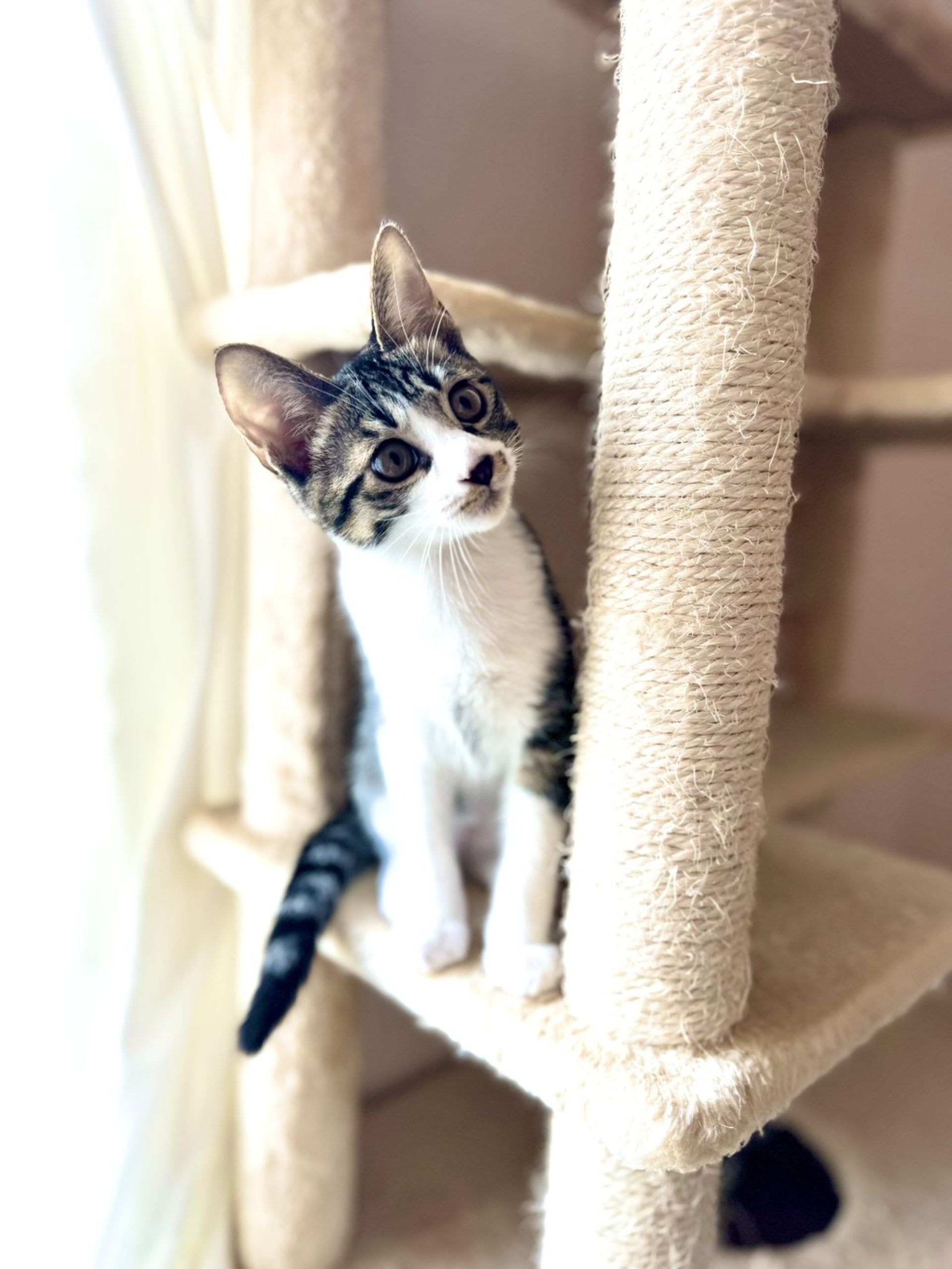 雑種（ミックス猫）・オスの里親募集の写真