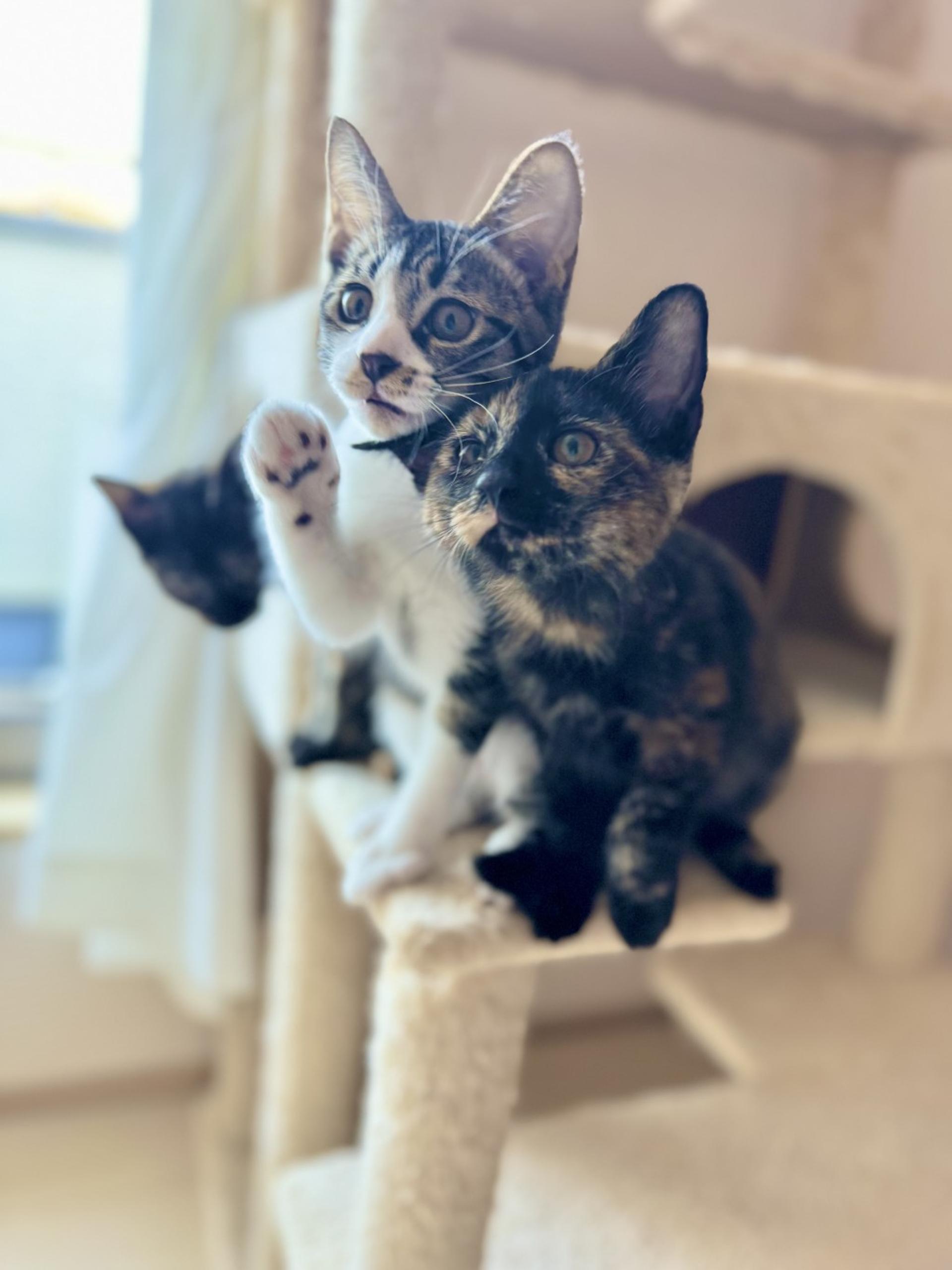 pet-image-2