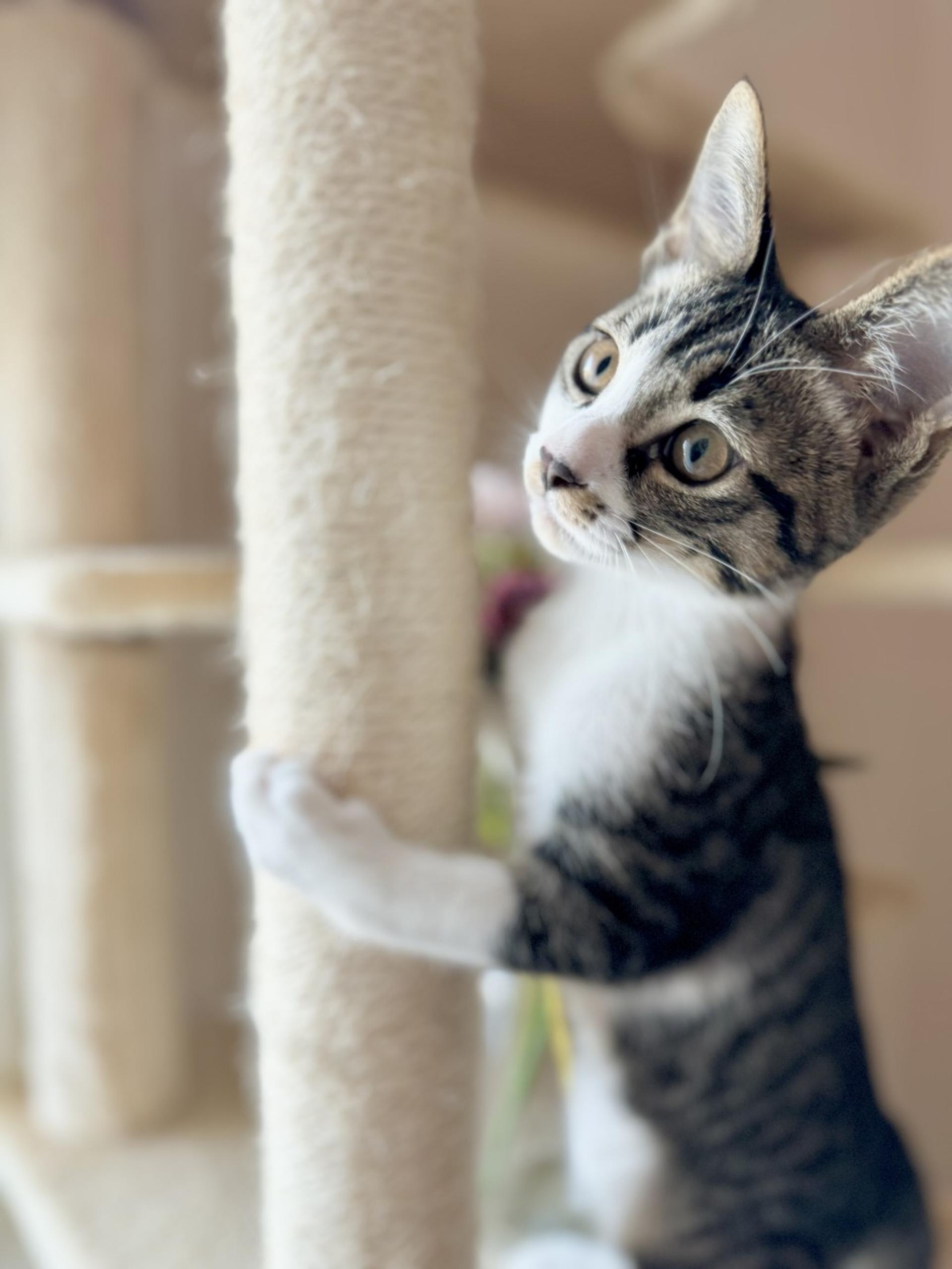 pet-image-4