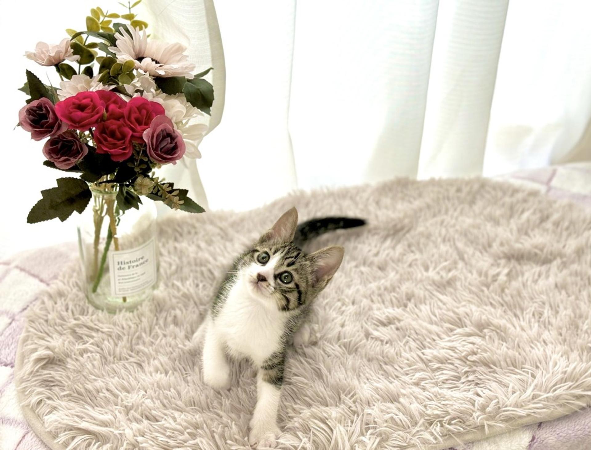 pet-image-8