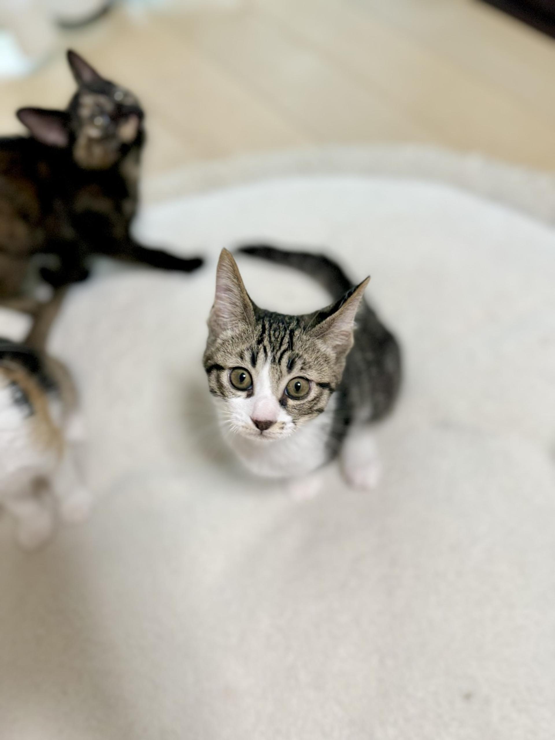 pet-image-6