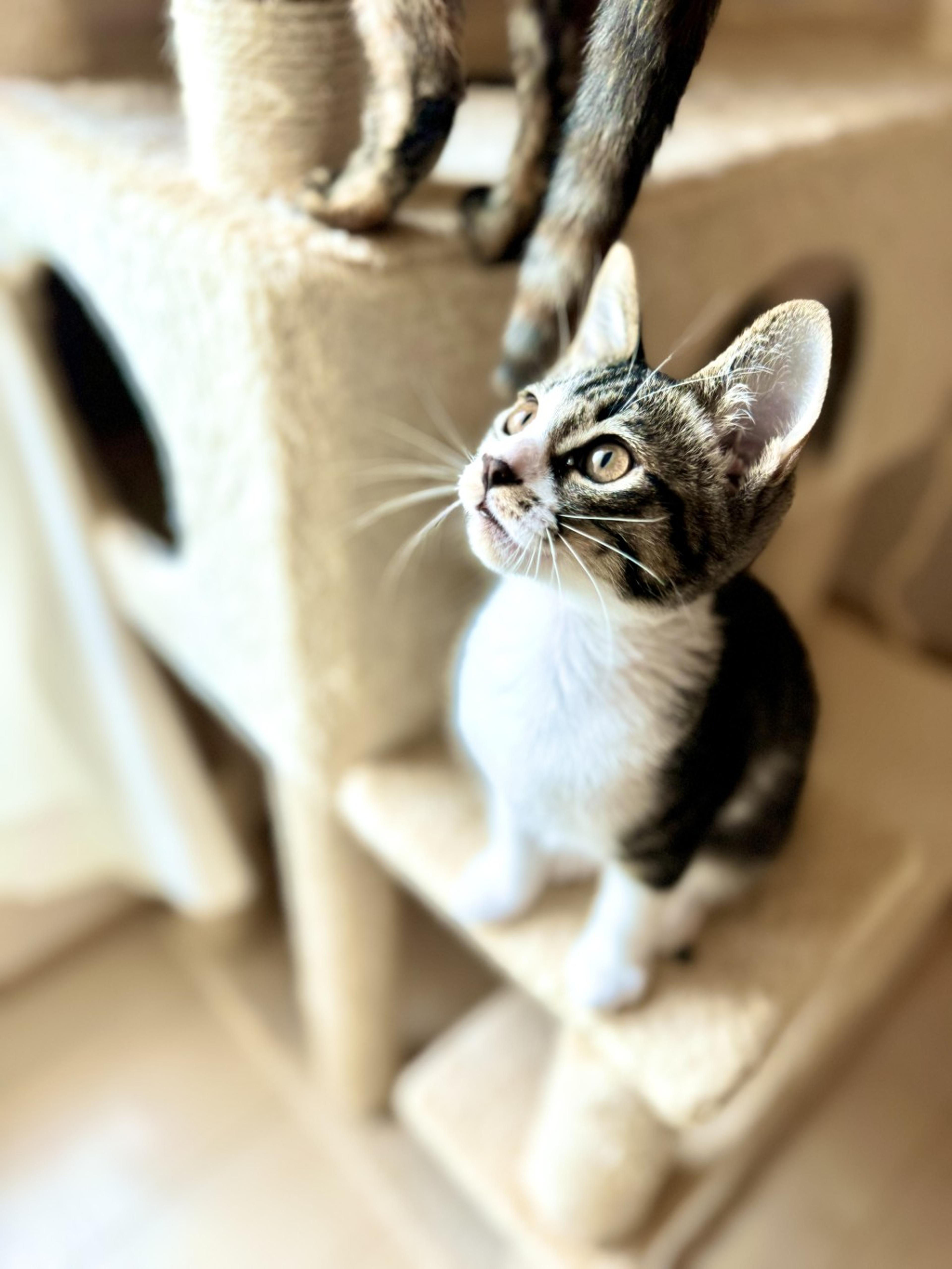 pet-image-3