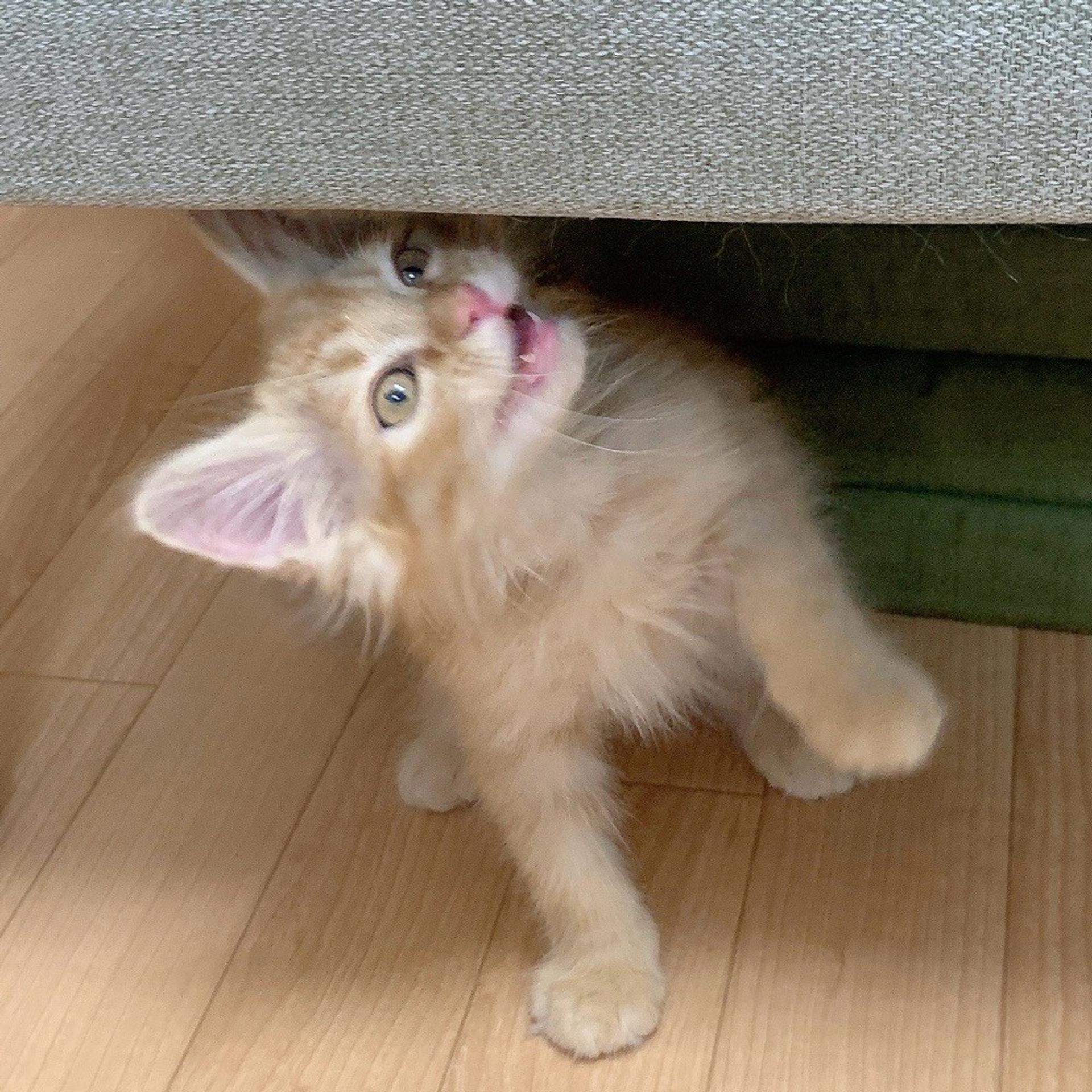pet-image-5