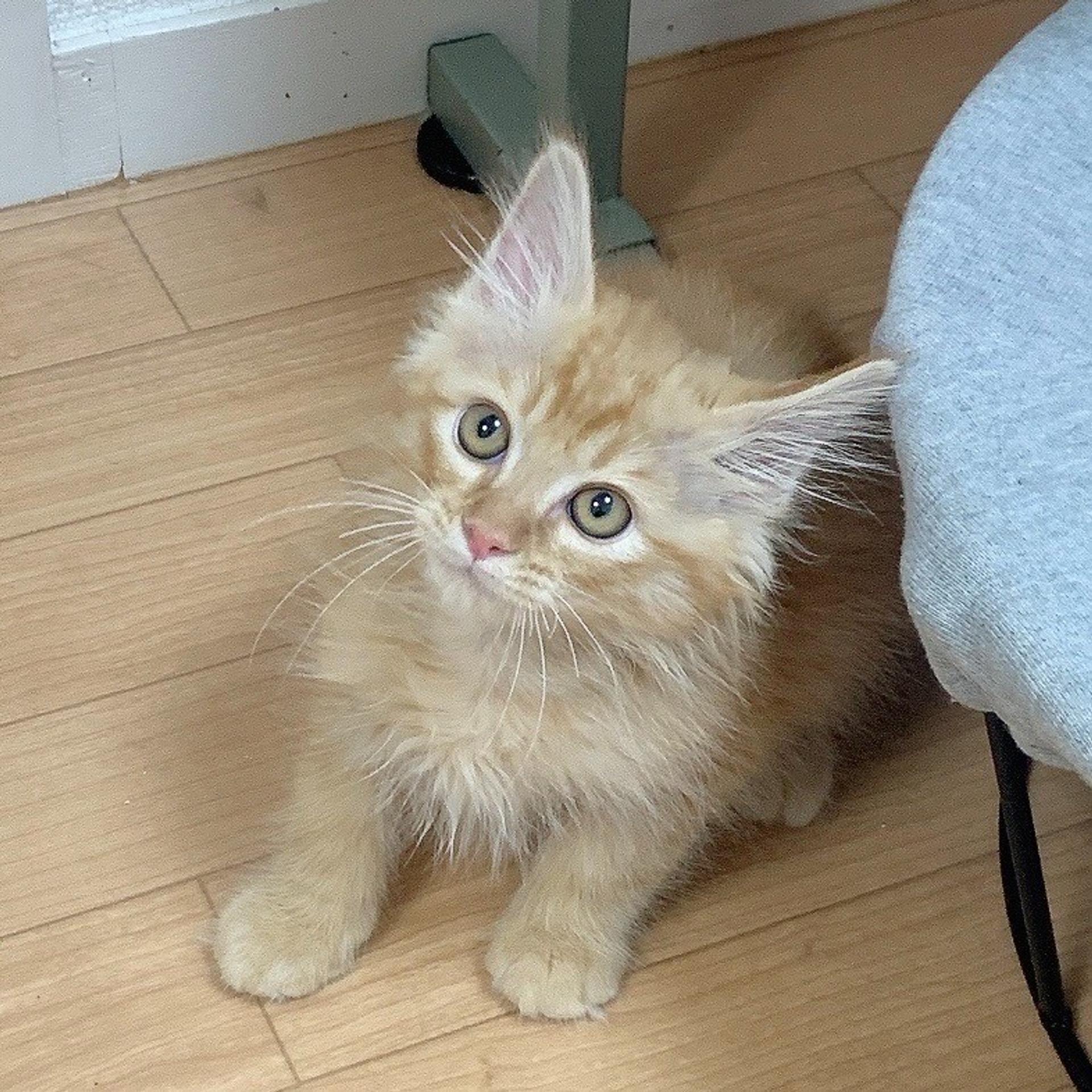 pet-image-6