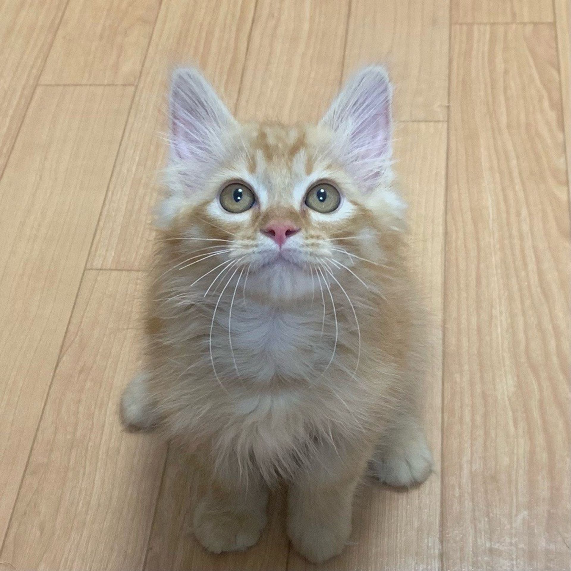 雑種（ミックス猫）・オスの里親募集の写真