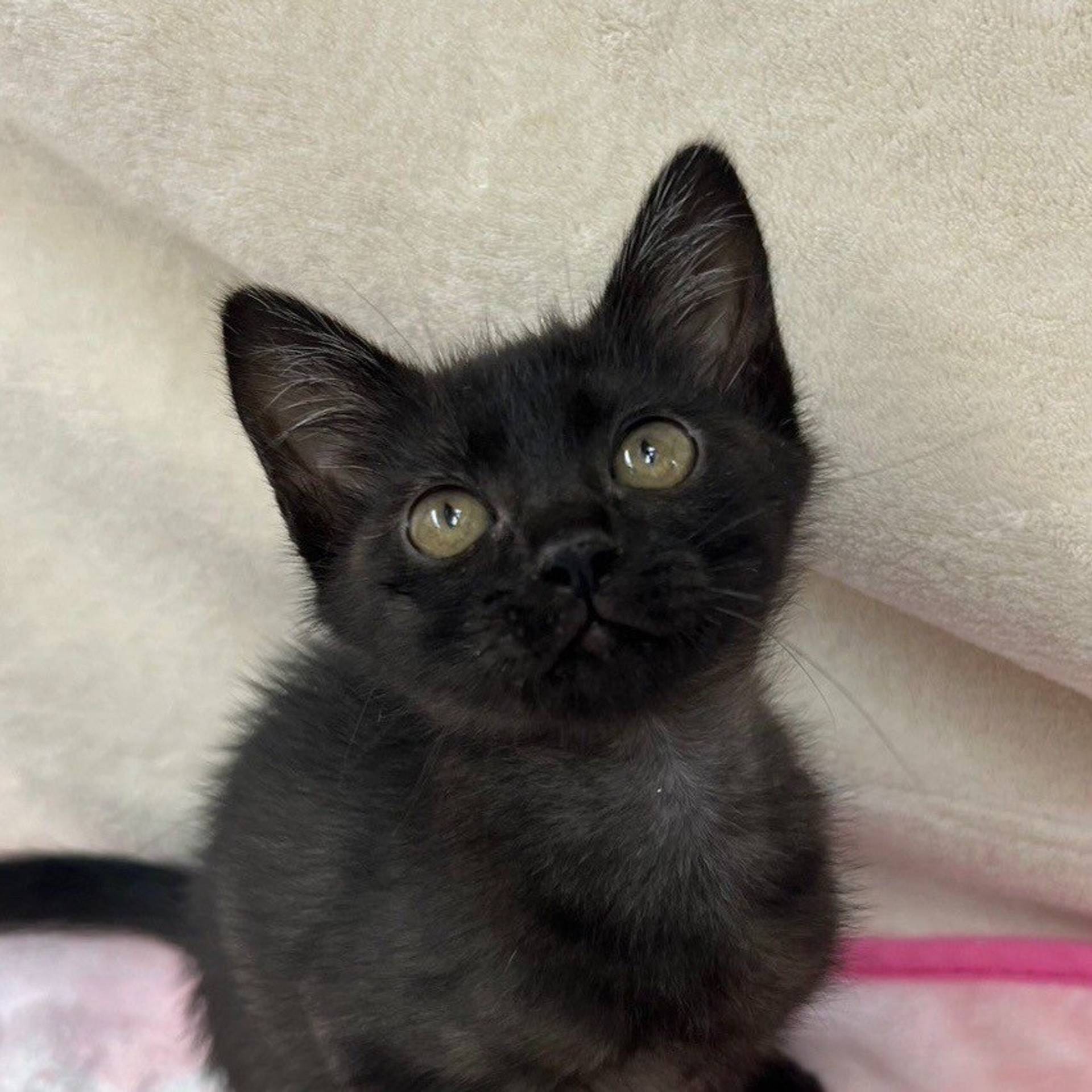 雑種（ミックス猫）・メスの里親募集の写真
