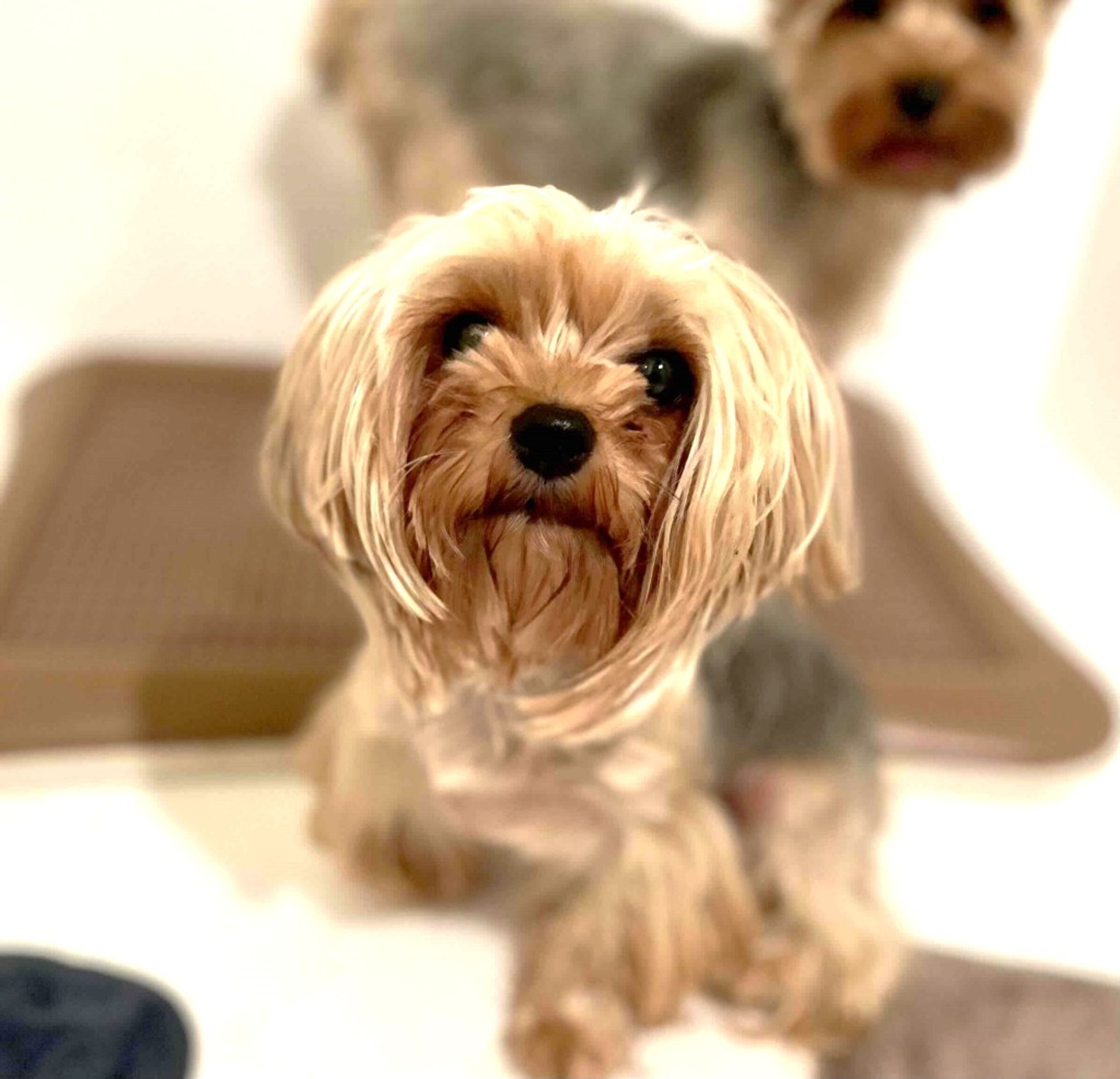pet-image-3