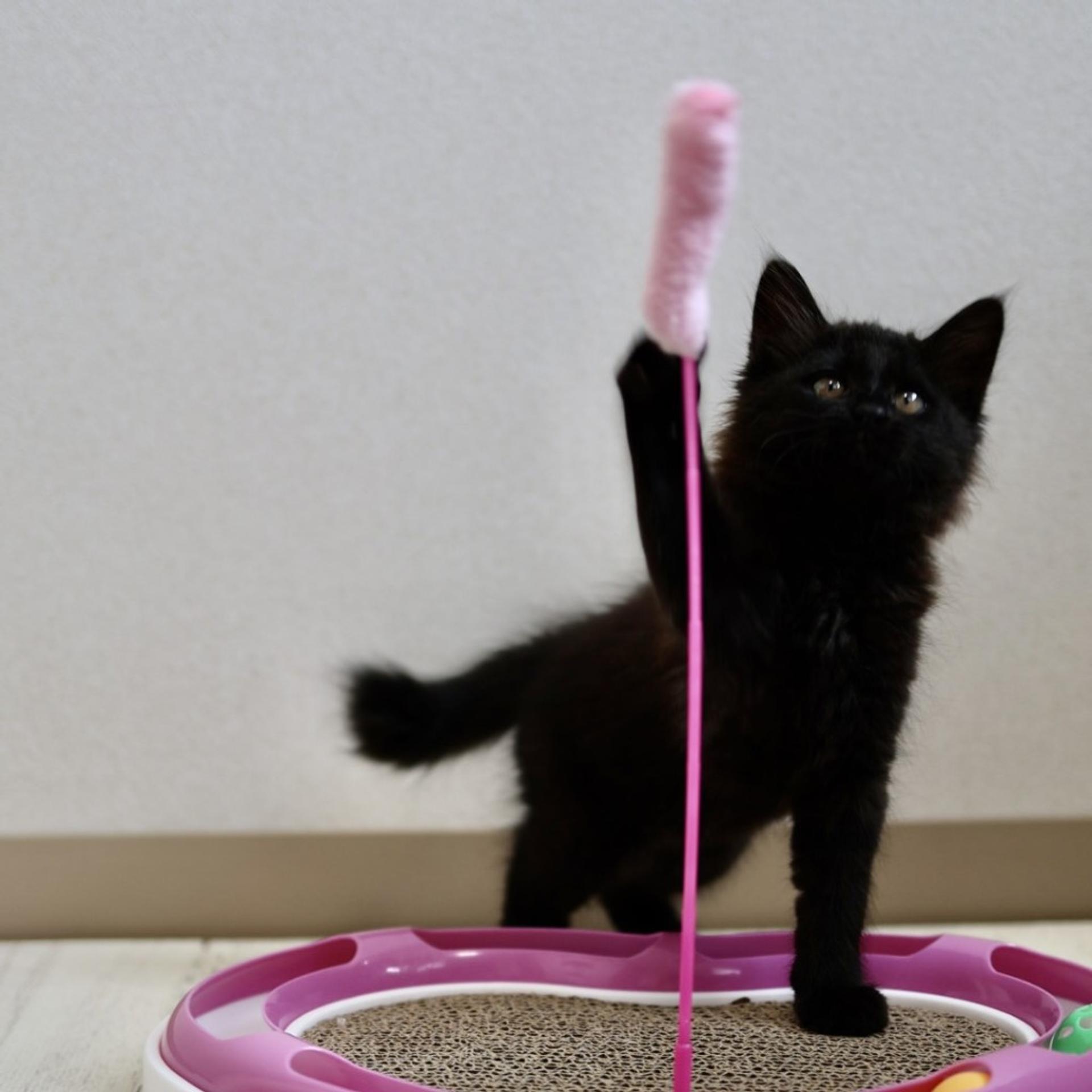 pet-image-3