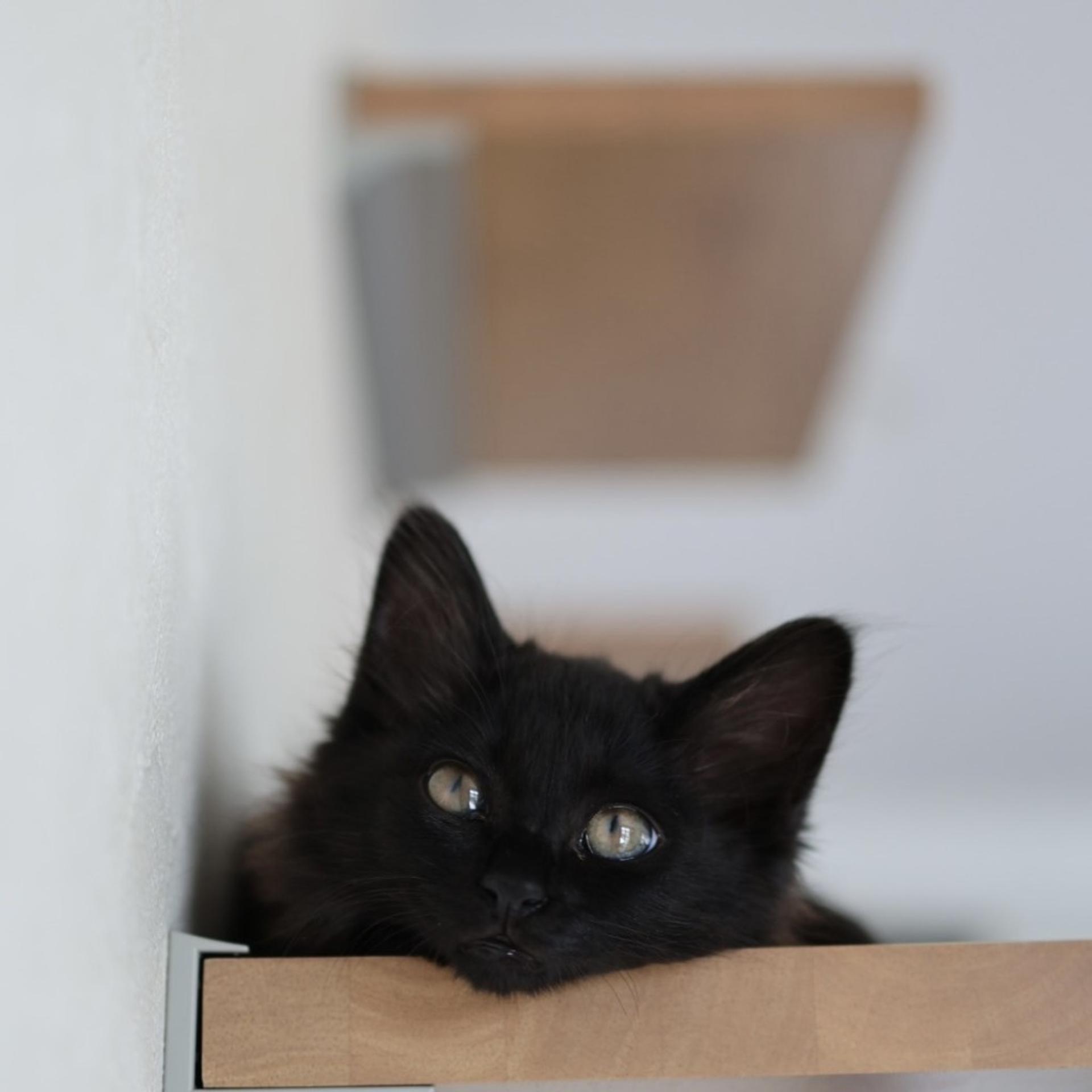 pet-image-5