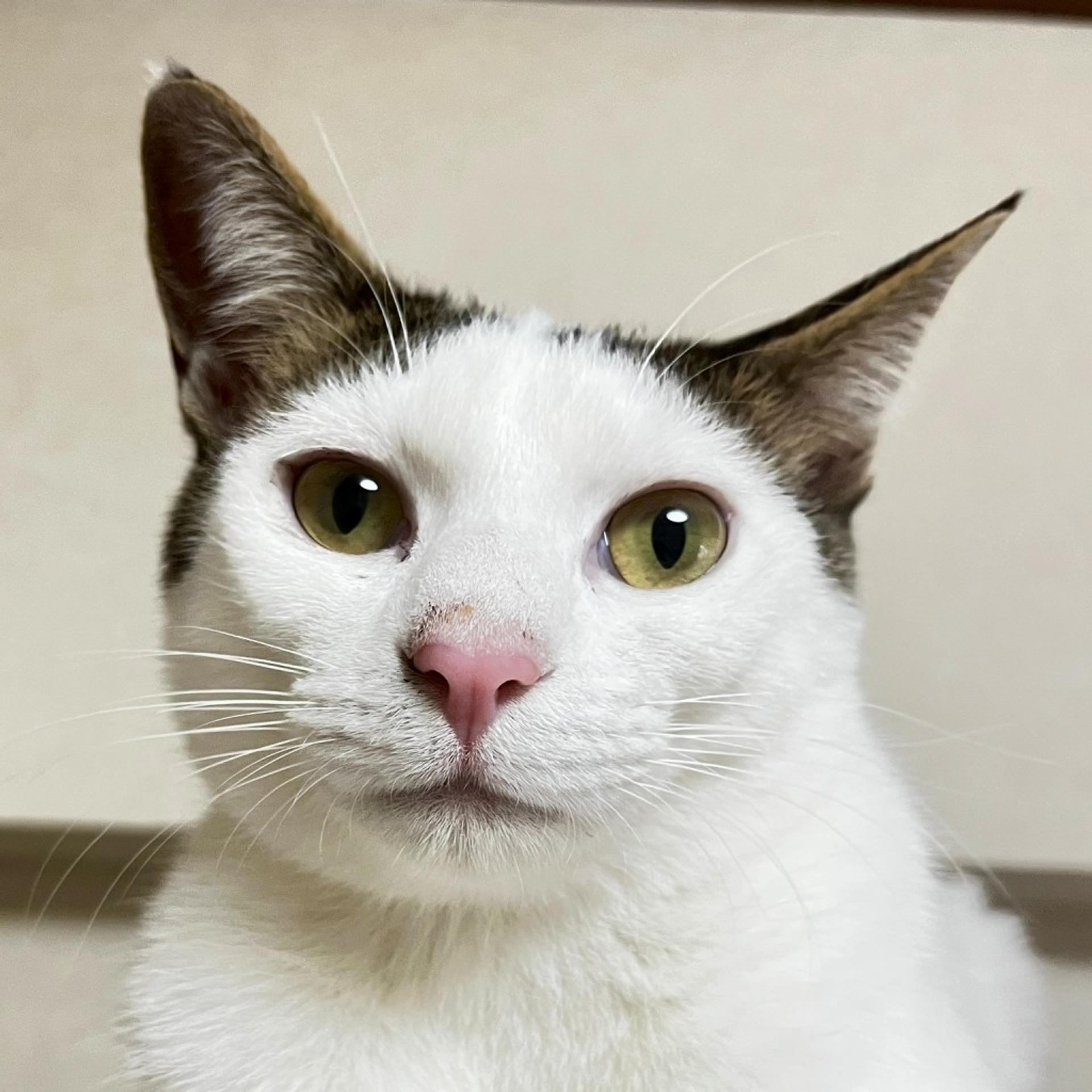 pet-image-2