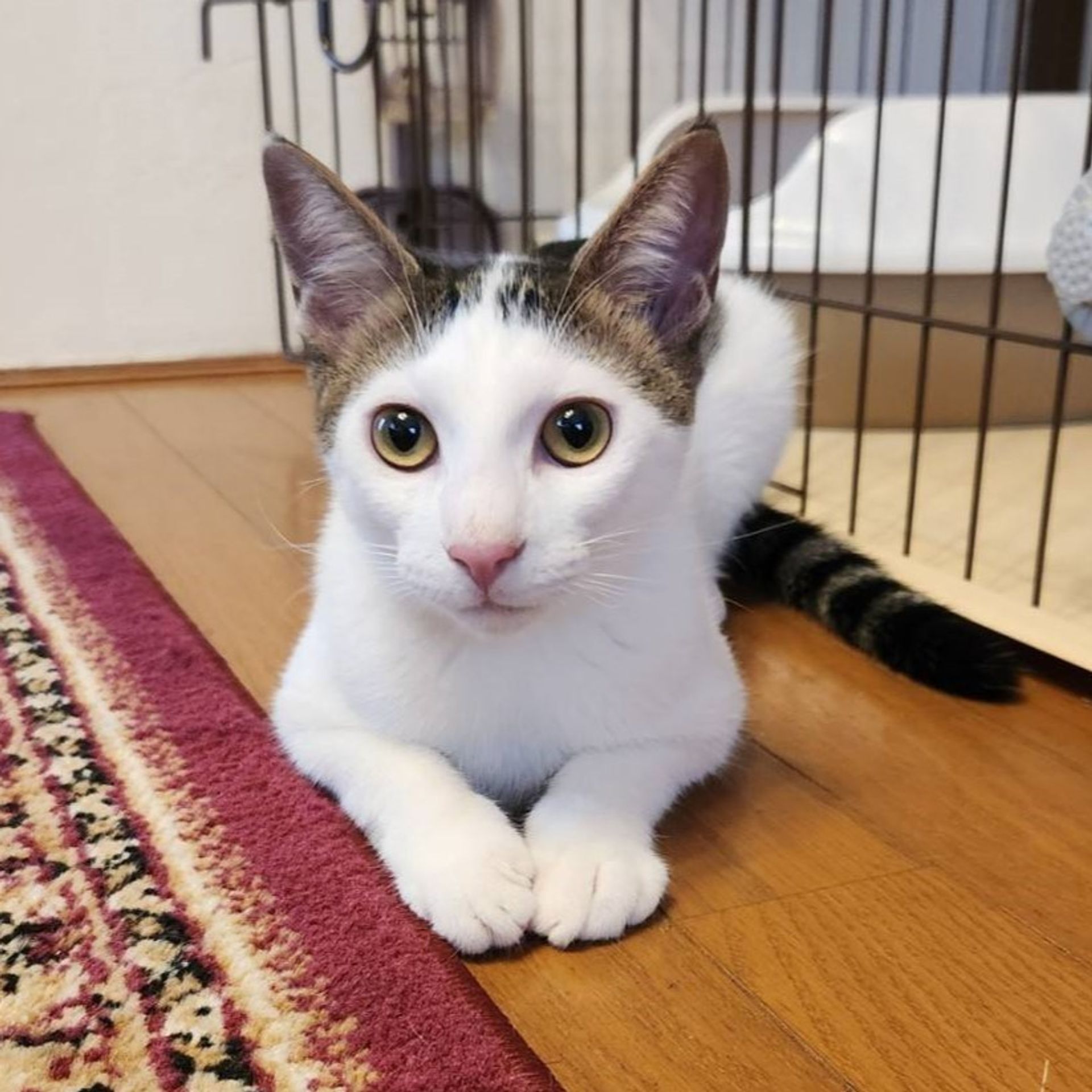 雑種（ミックス猫）・オスの里親募集の写真