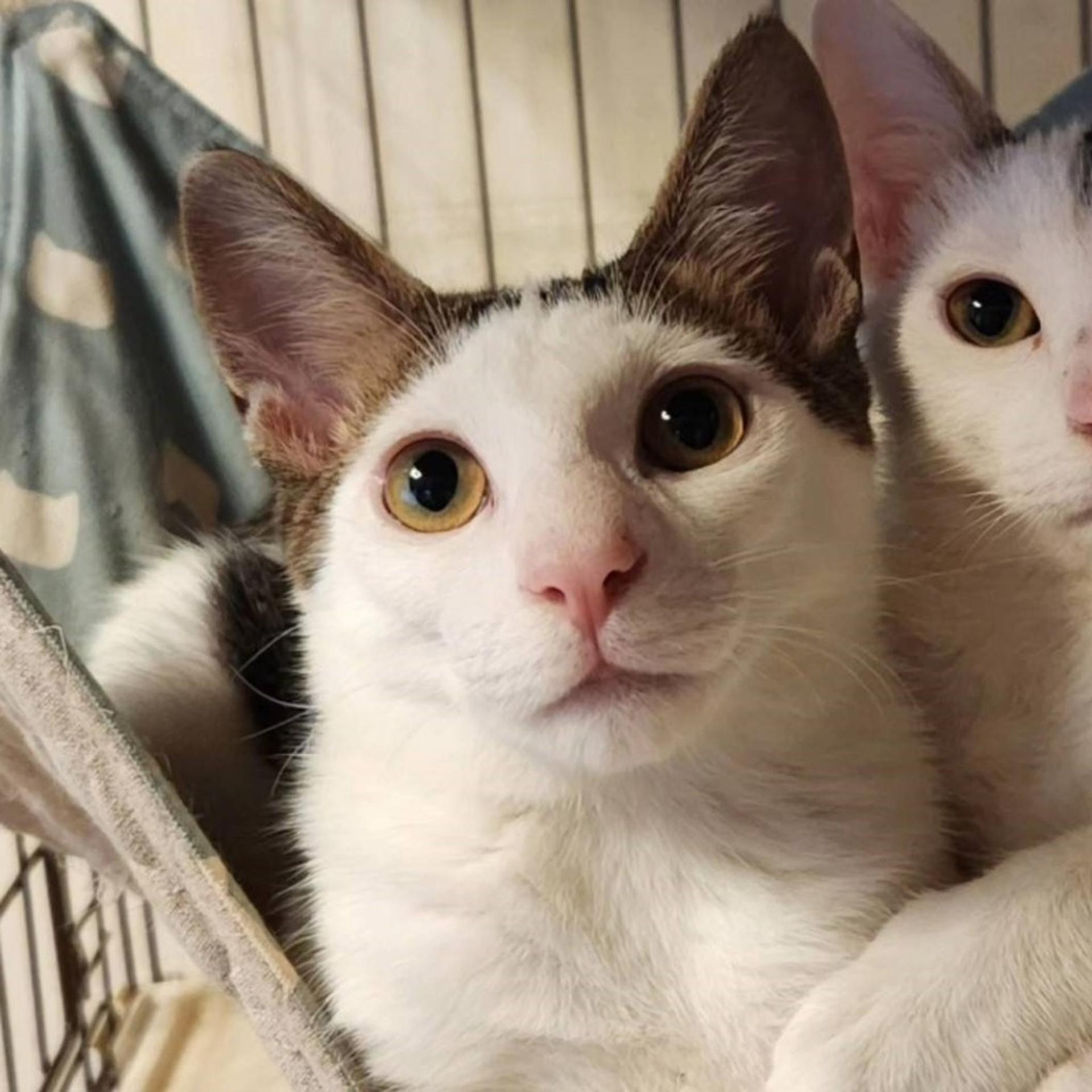 pet-image-4
