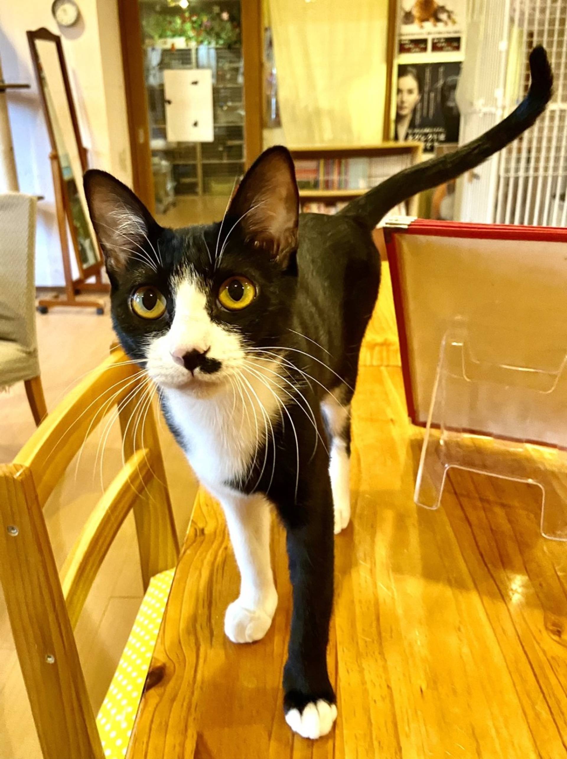 雑種（ミックス猫）・メスの里親募集の写真
