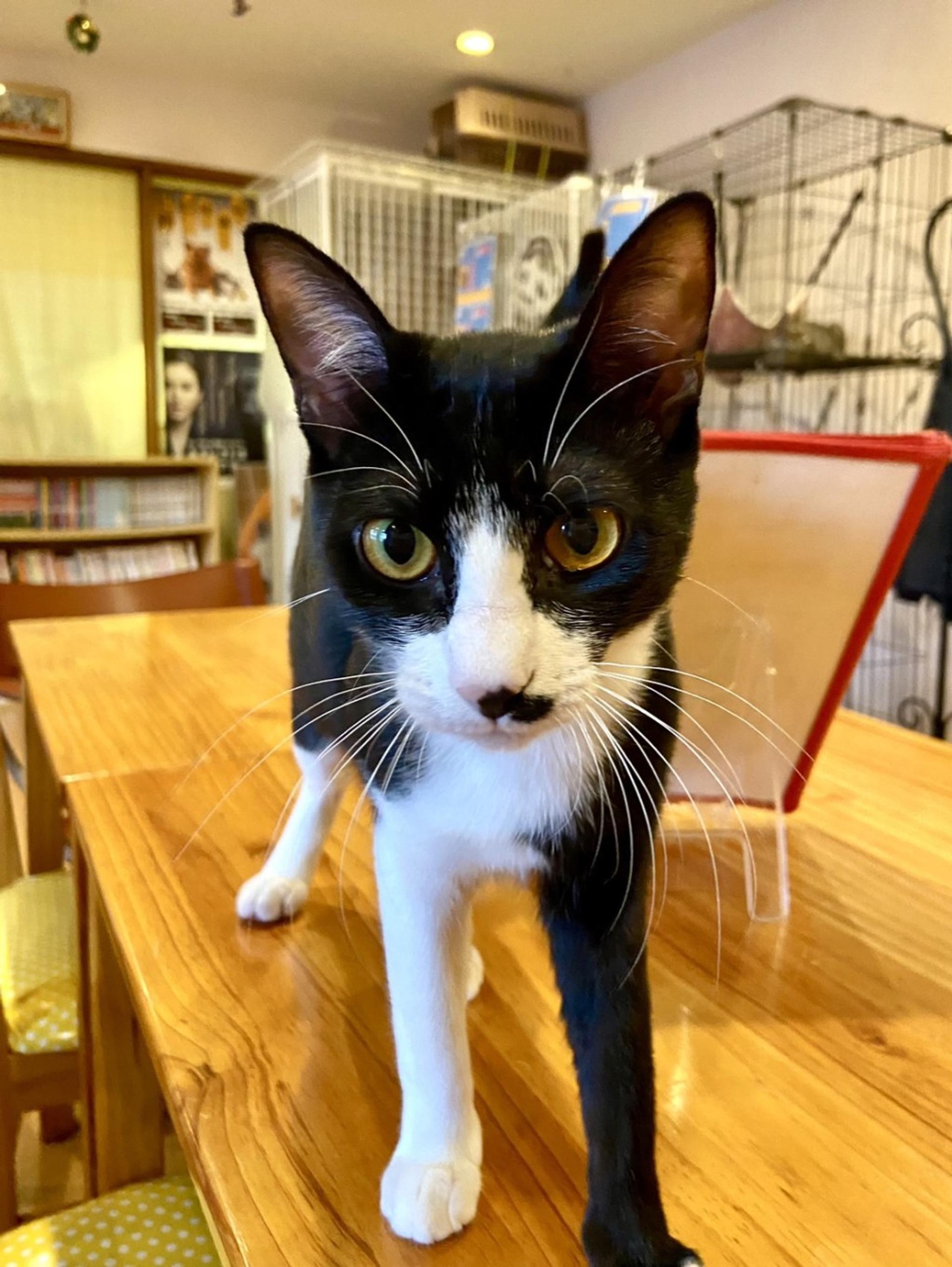 pet-image-3