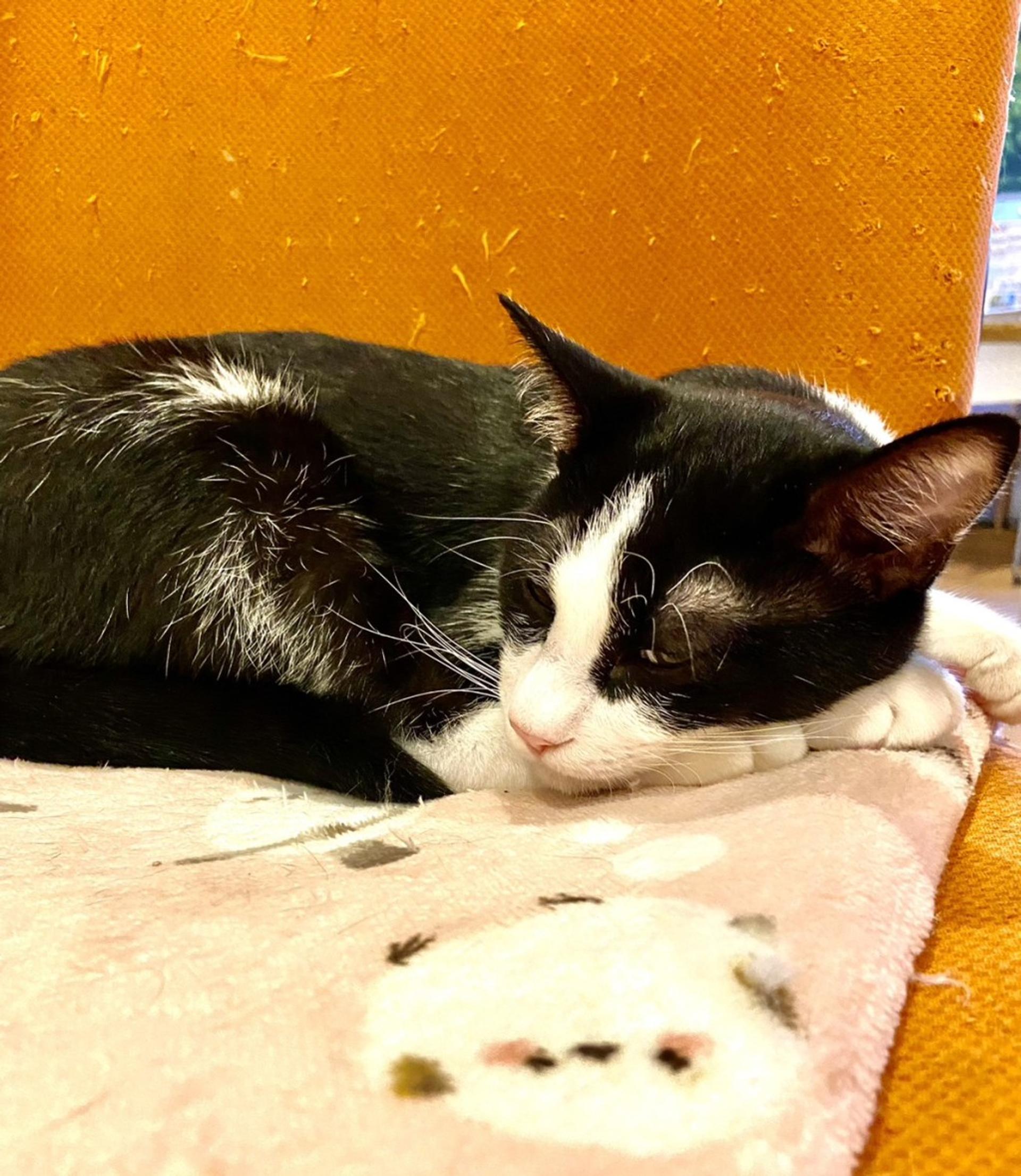 pet-image-4