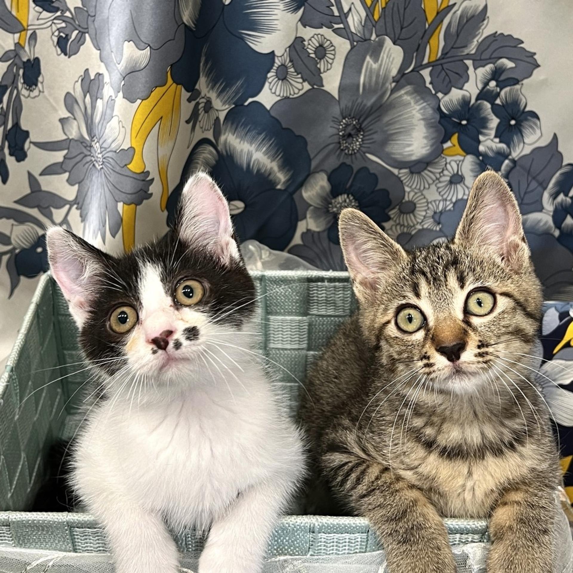 pet-image-7