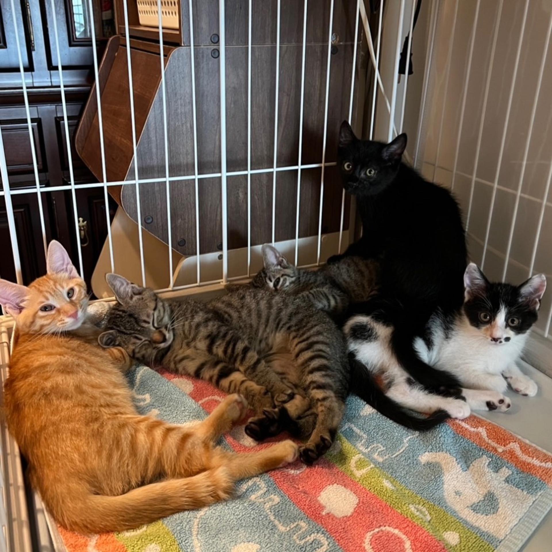 pet-image-4