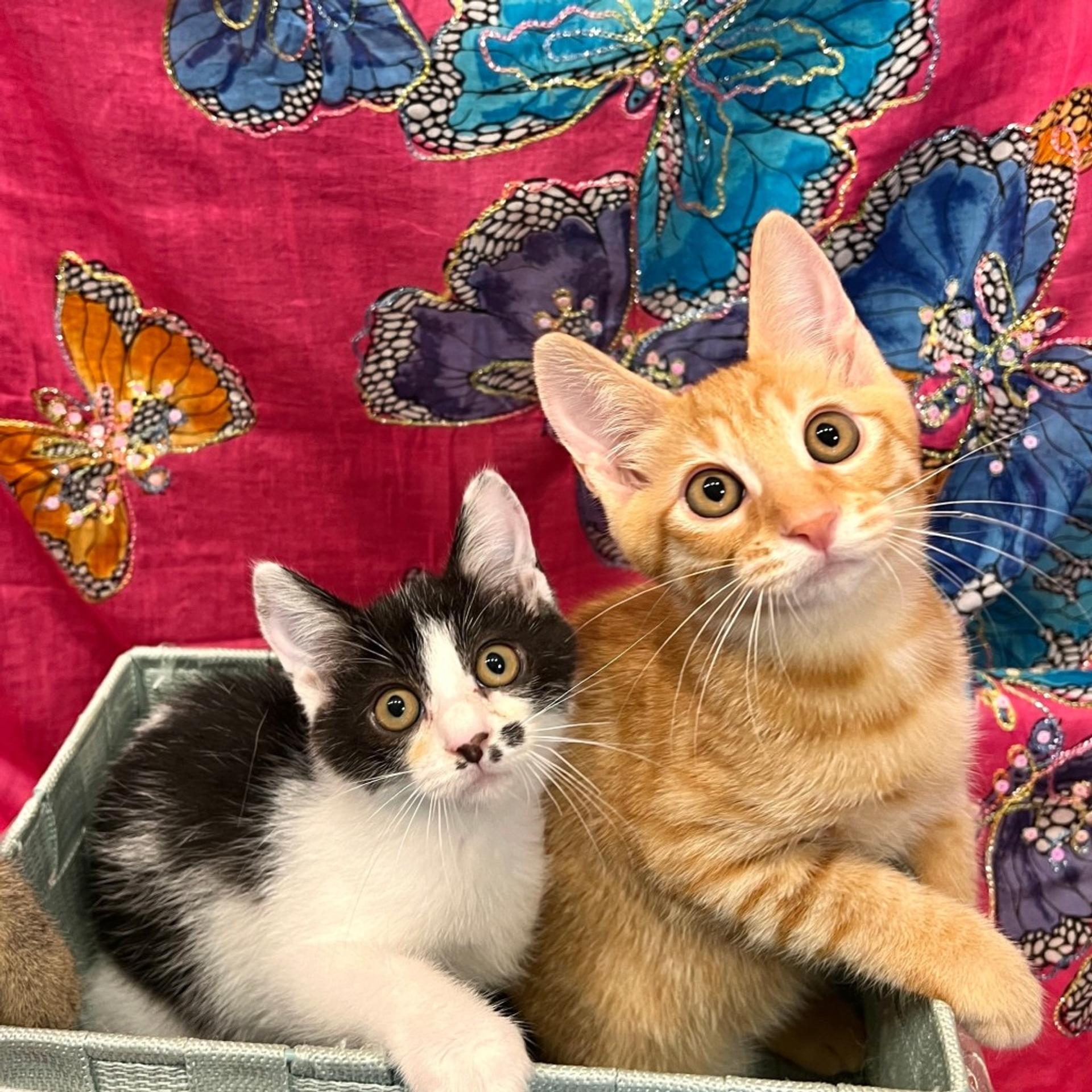 pet-image-3