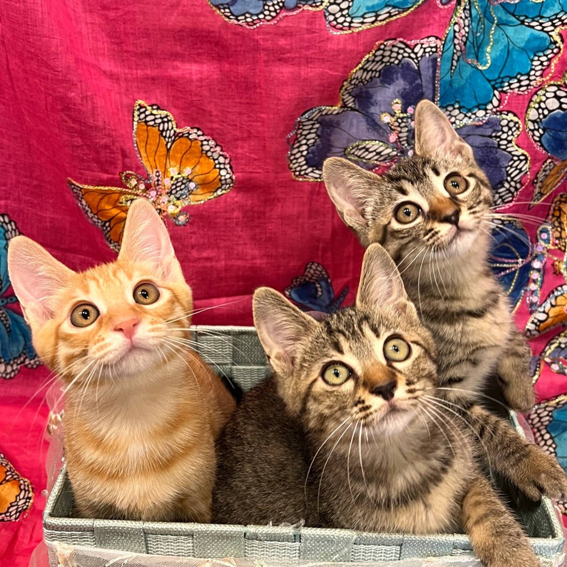 雑種（ミックス猫）・メスの里親募集の写真