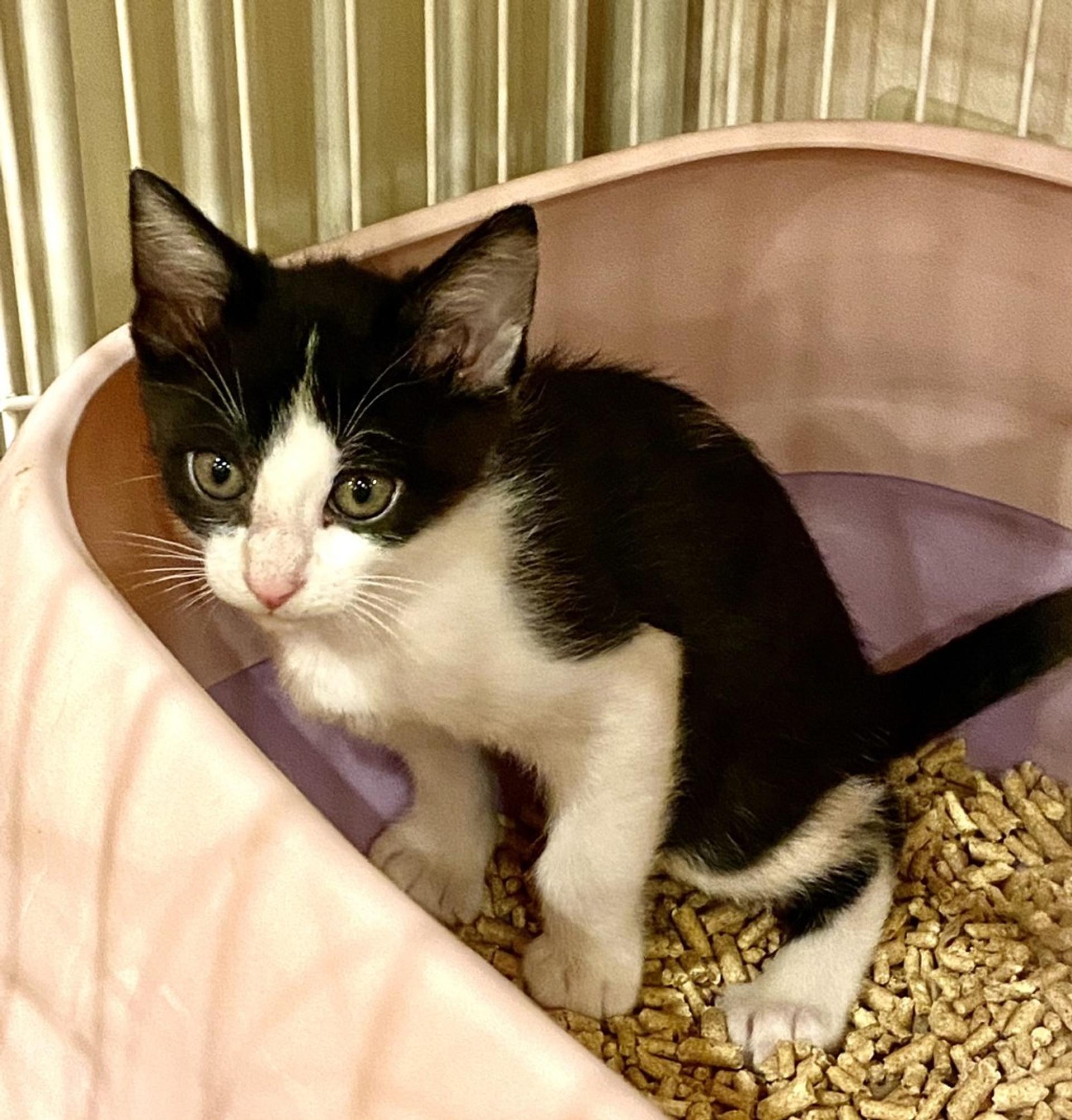 pet-image-2