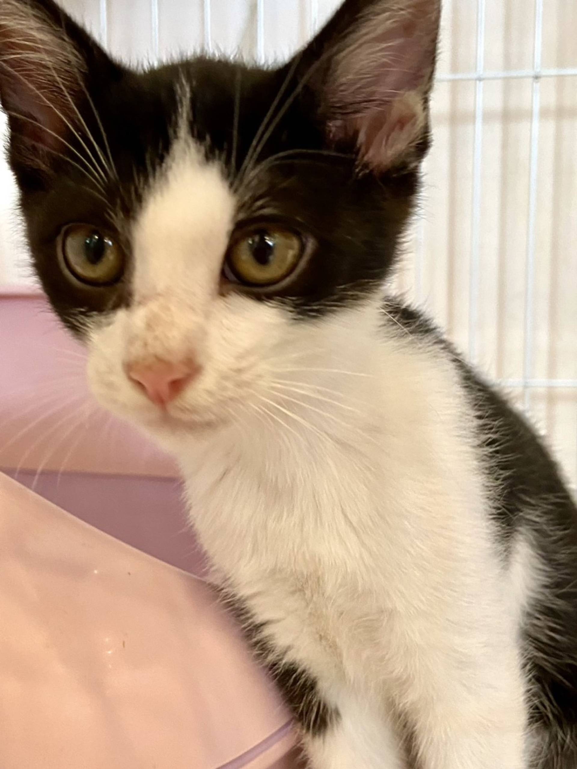 雑種（ミックス猫）・オスの里親募集の写真