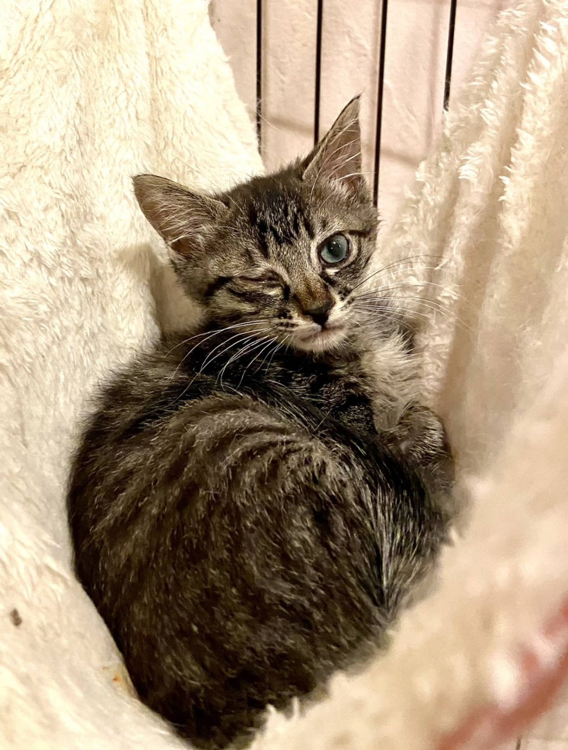 雑種（ミックス猫）・メスの里親募集の写真