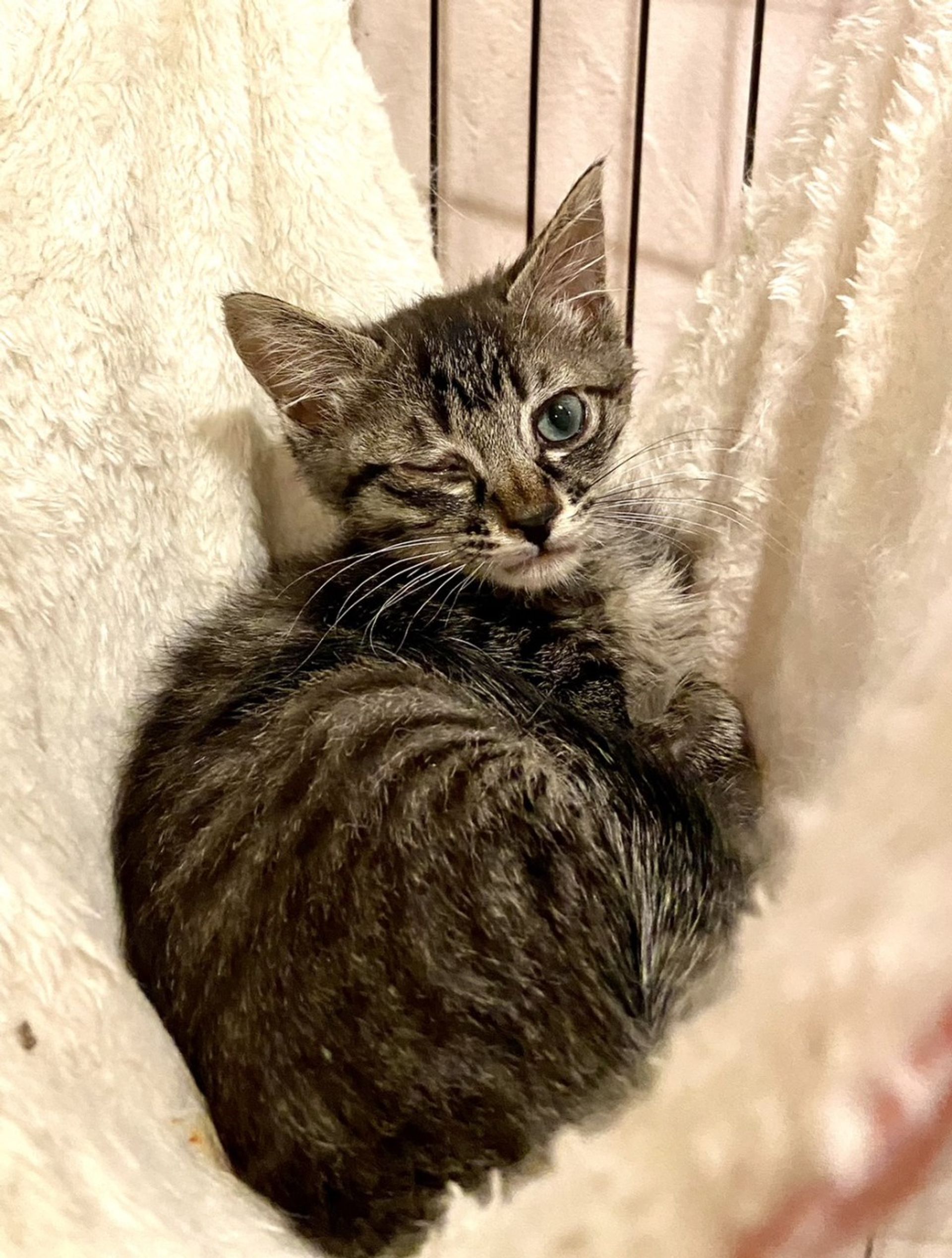 雑種（ミックス猫）・メスの里親募集の写真