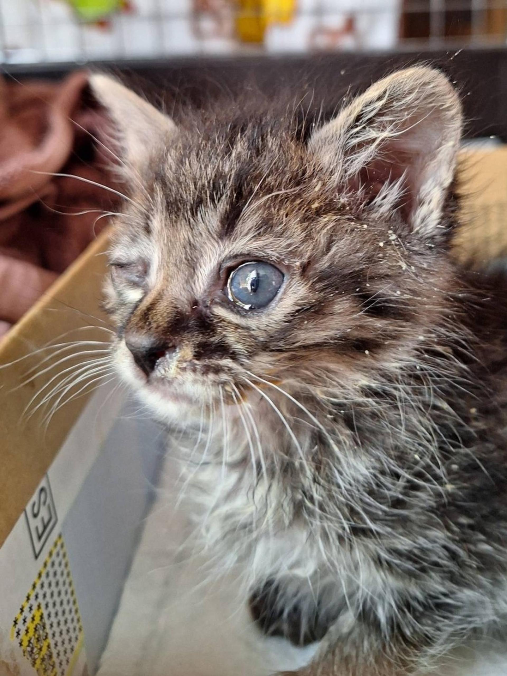pet-image-2